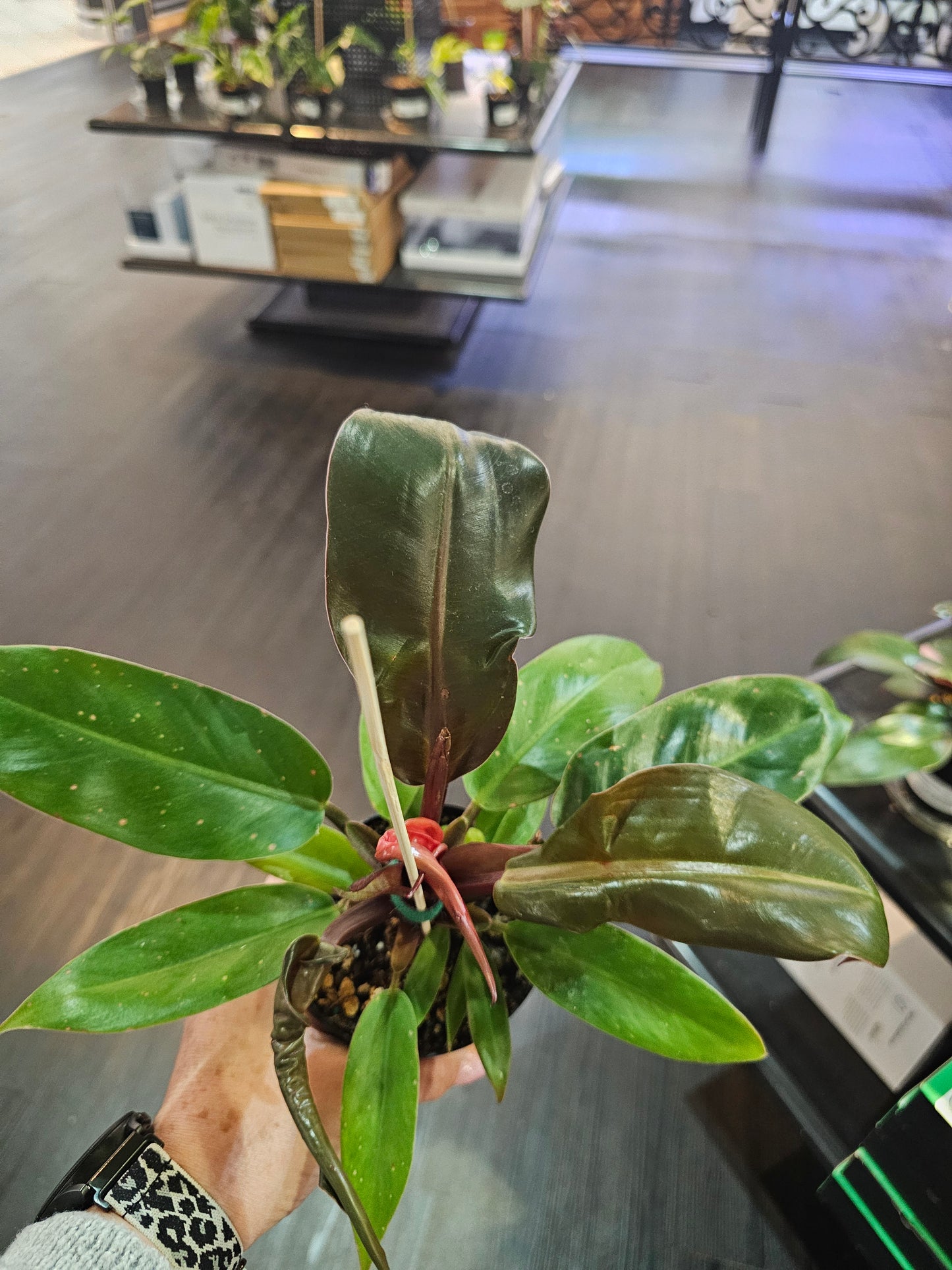 Philodendron Prince of Orange in 4" pot