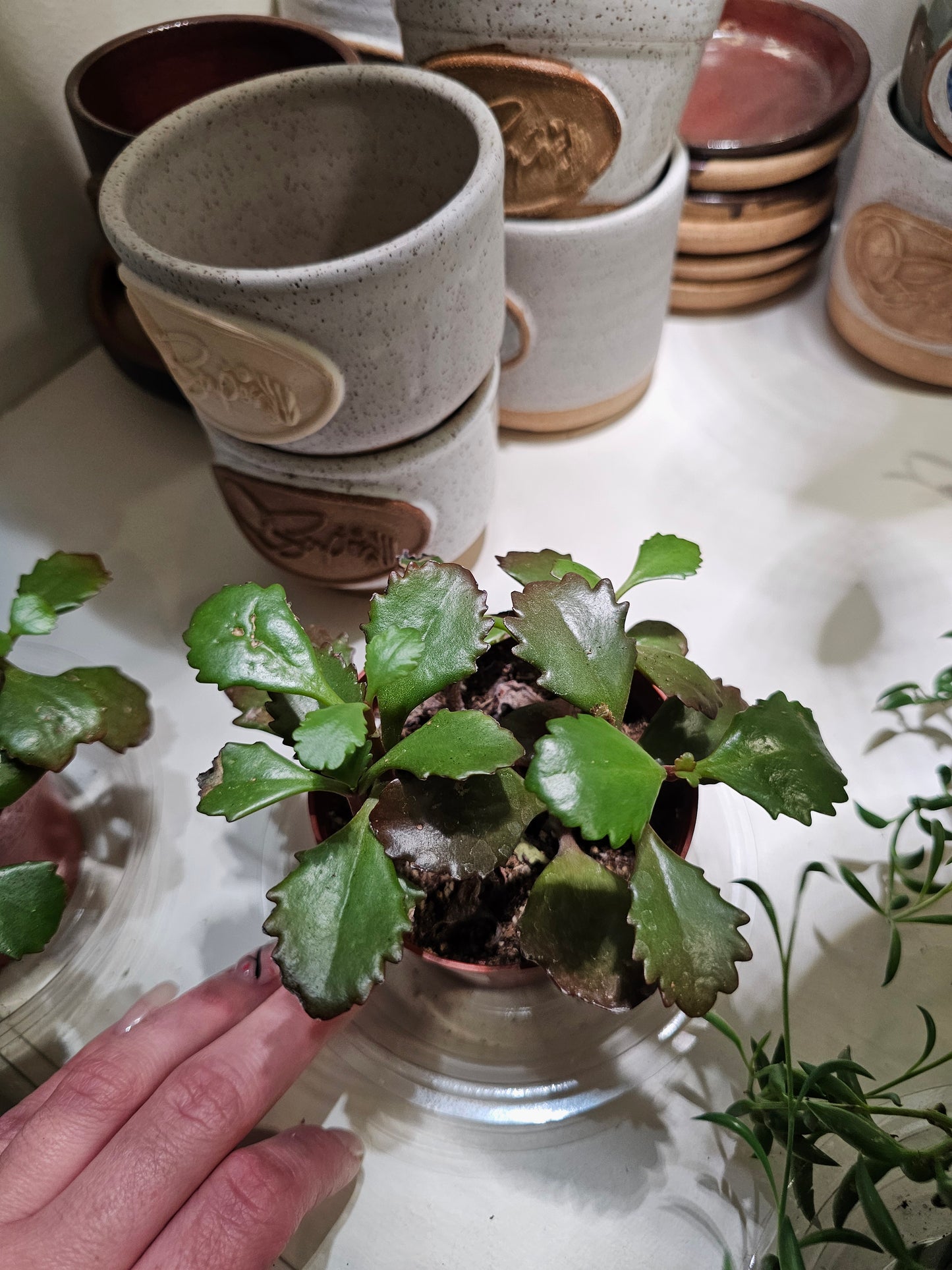 Kalanchoe Six Angled