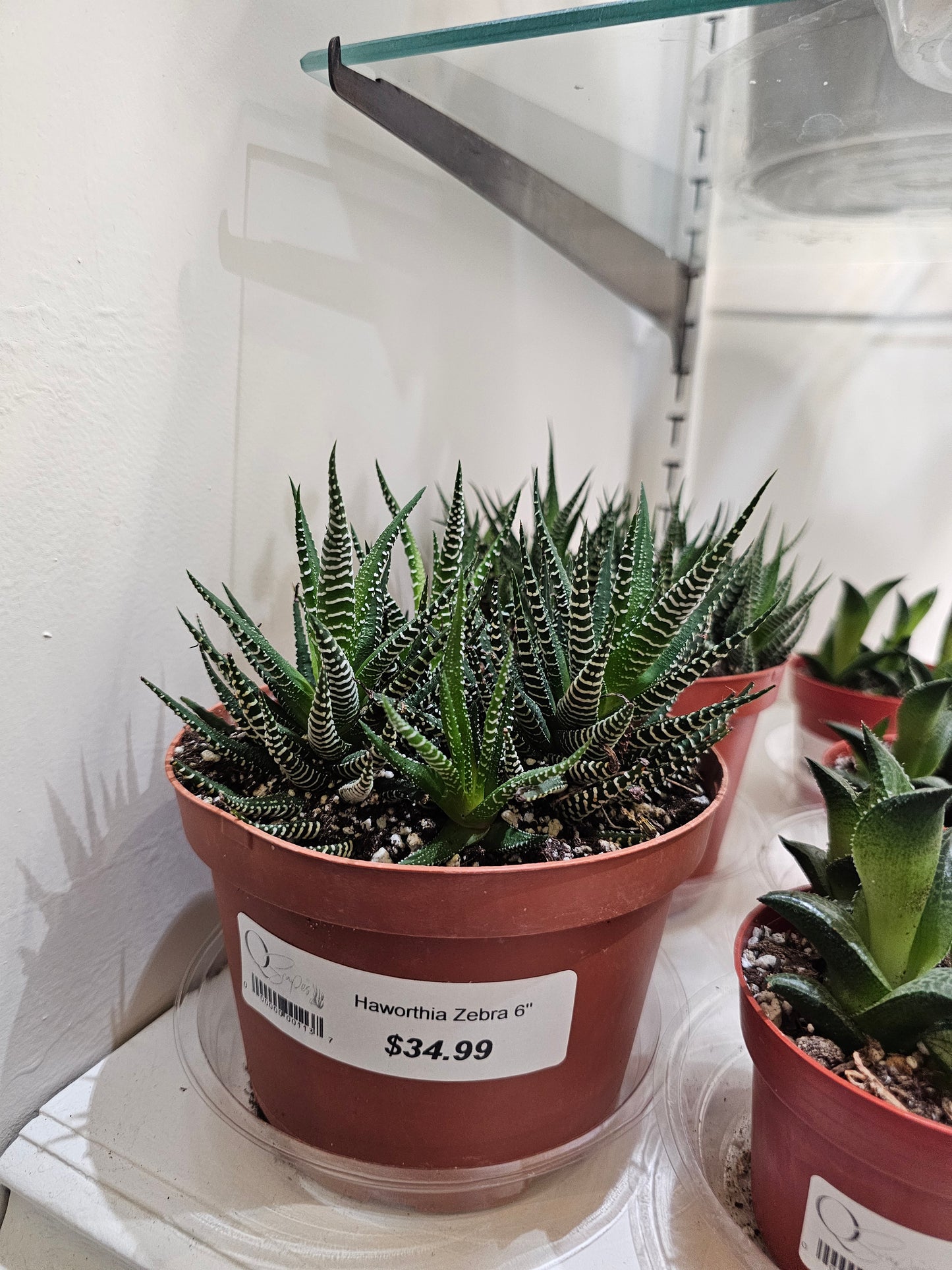 Haworthia Zebra