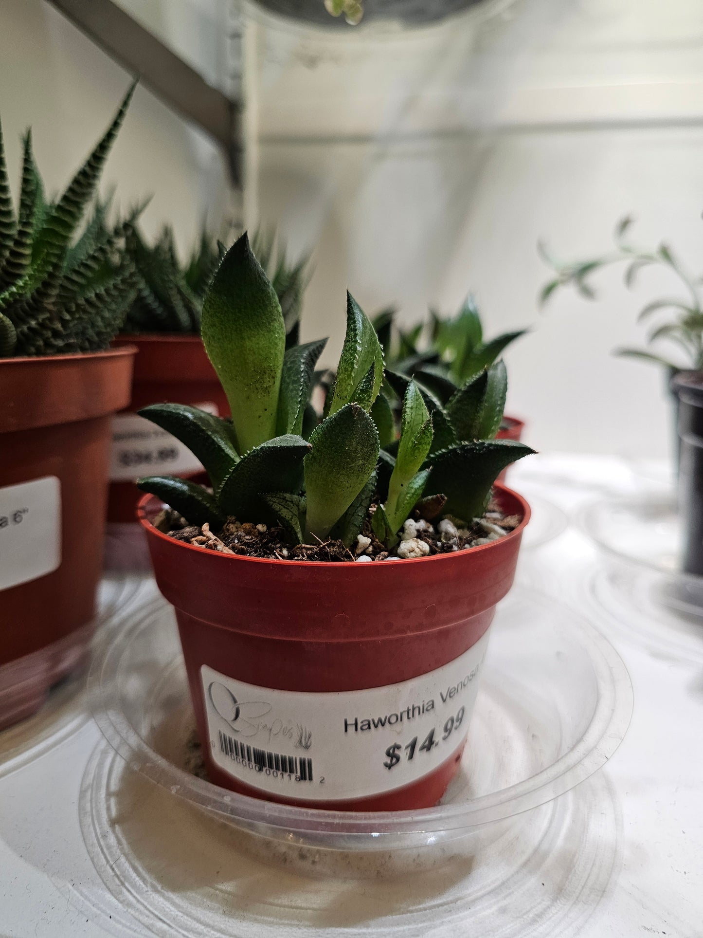 Haworthia Venosa