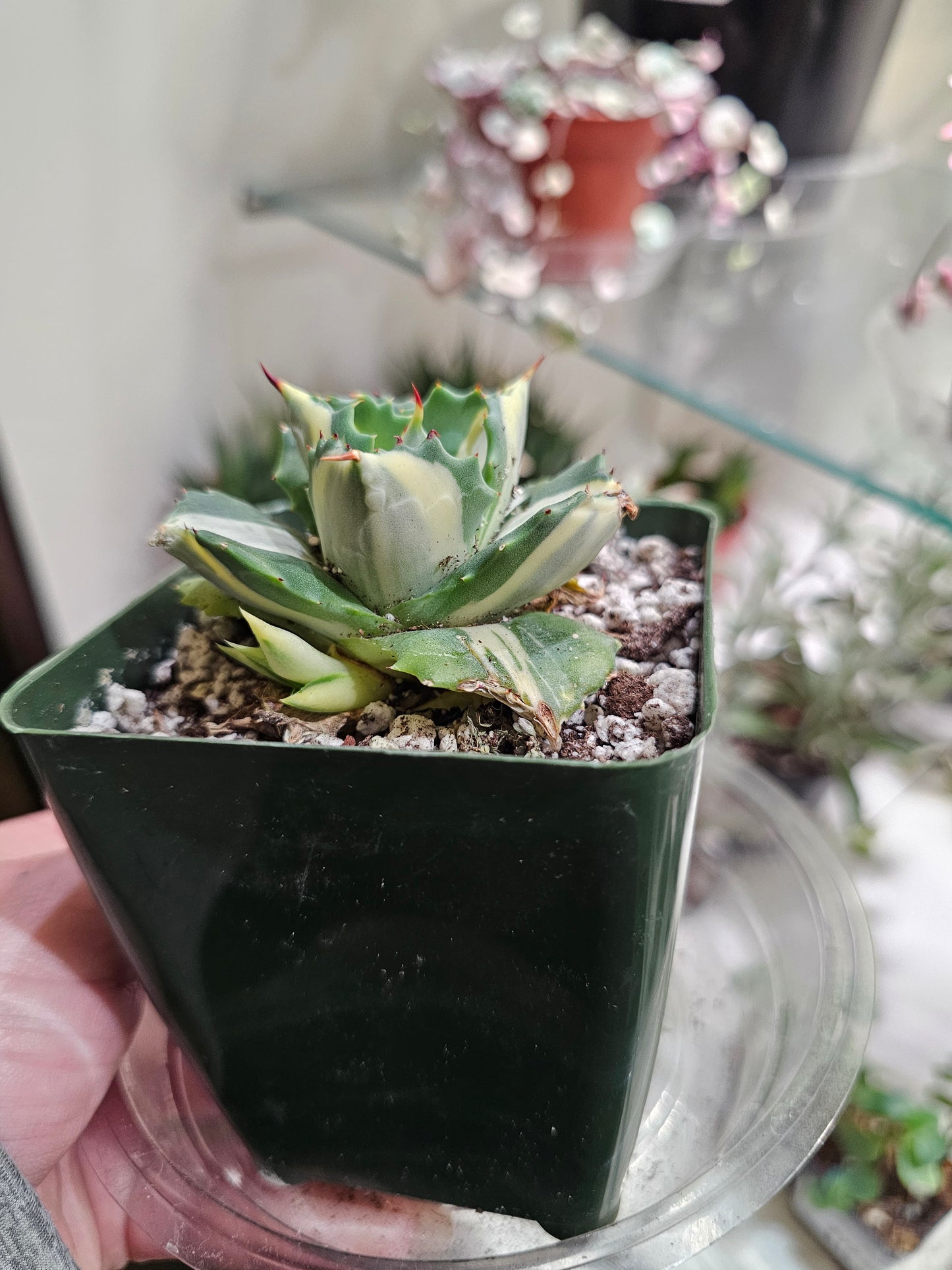 Verigated Butterfly Agave