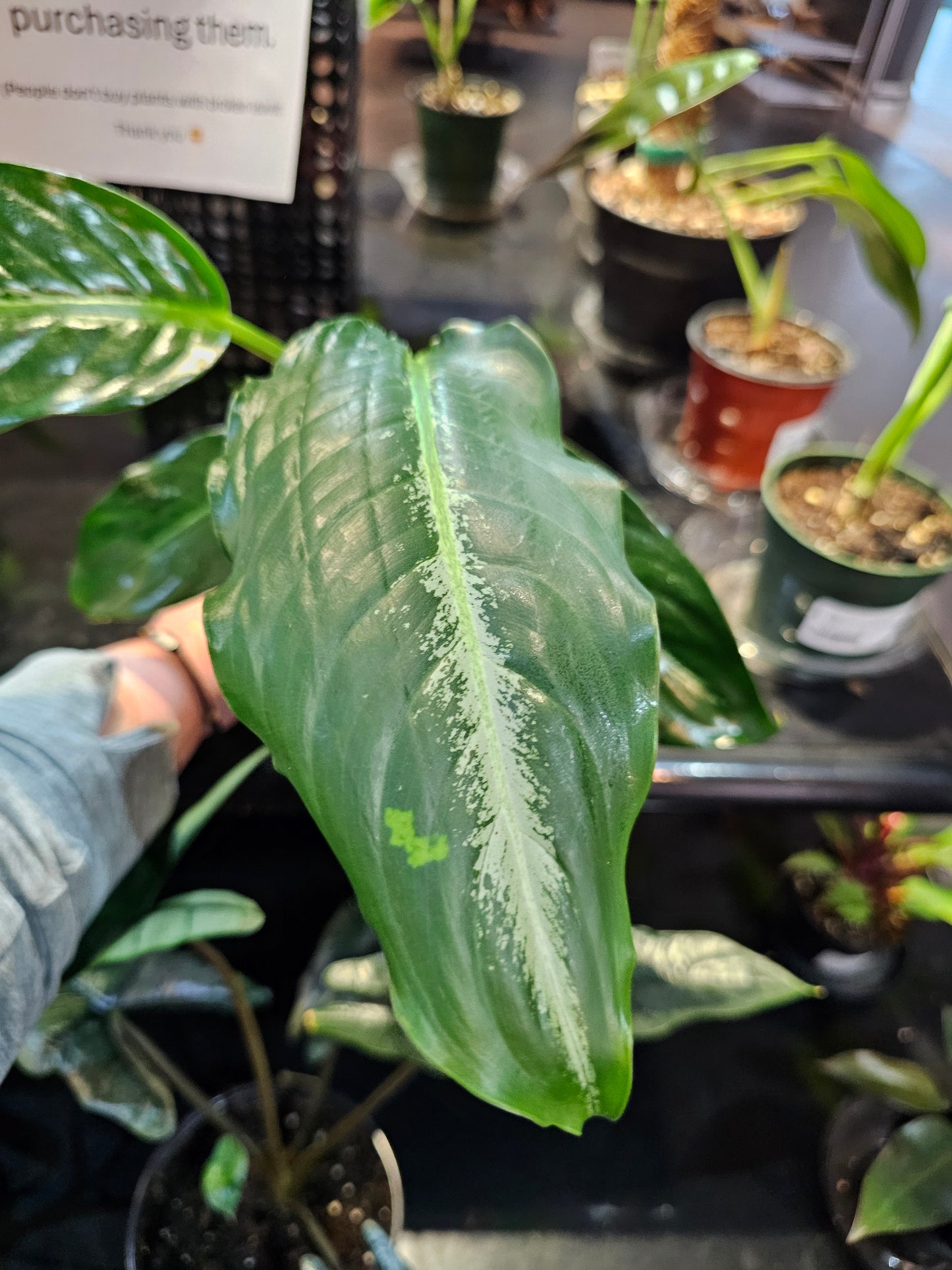 Dieffenbachia Panther in 4" pot