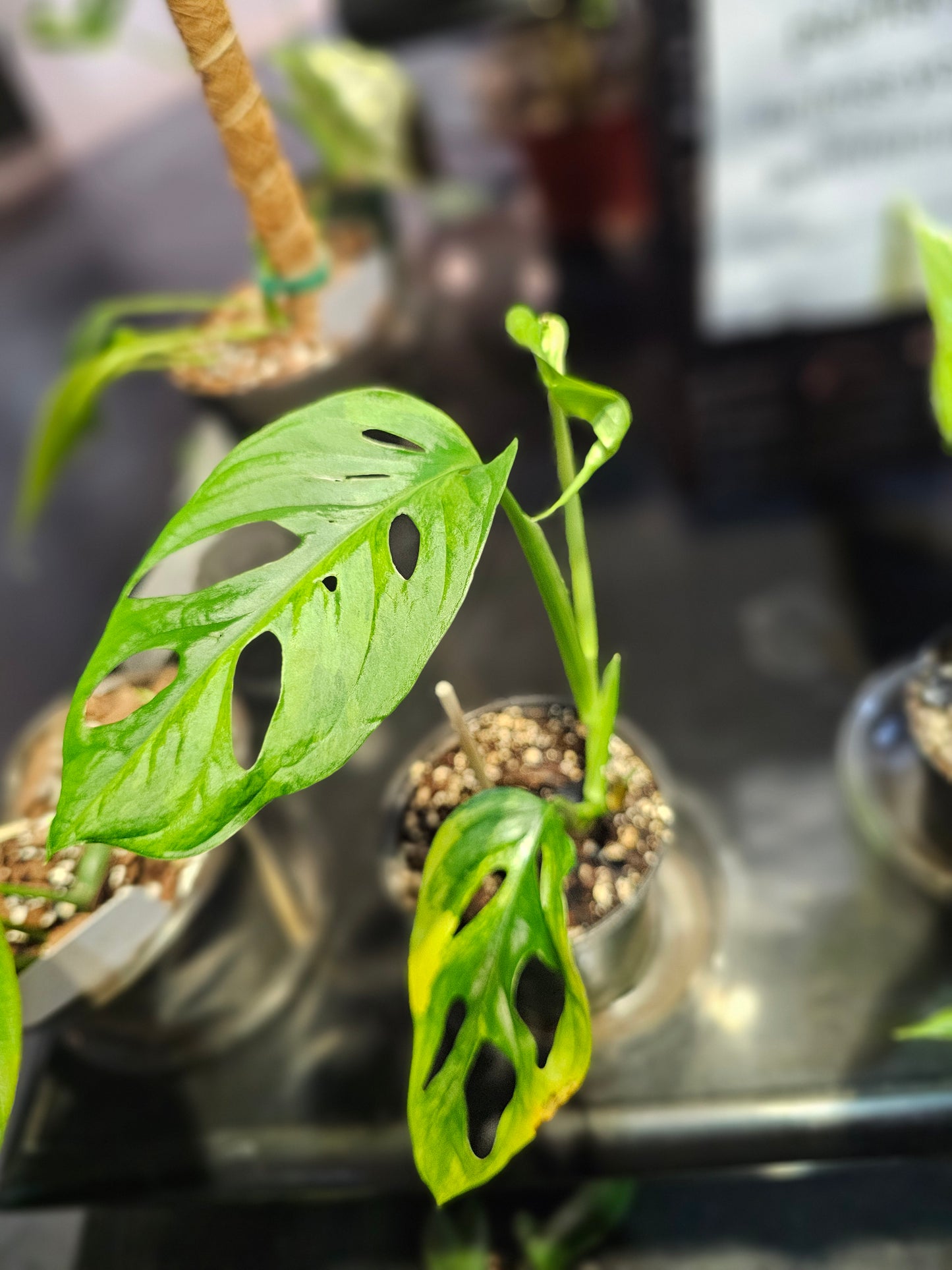 Monstera Adansonii Aurea