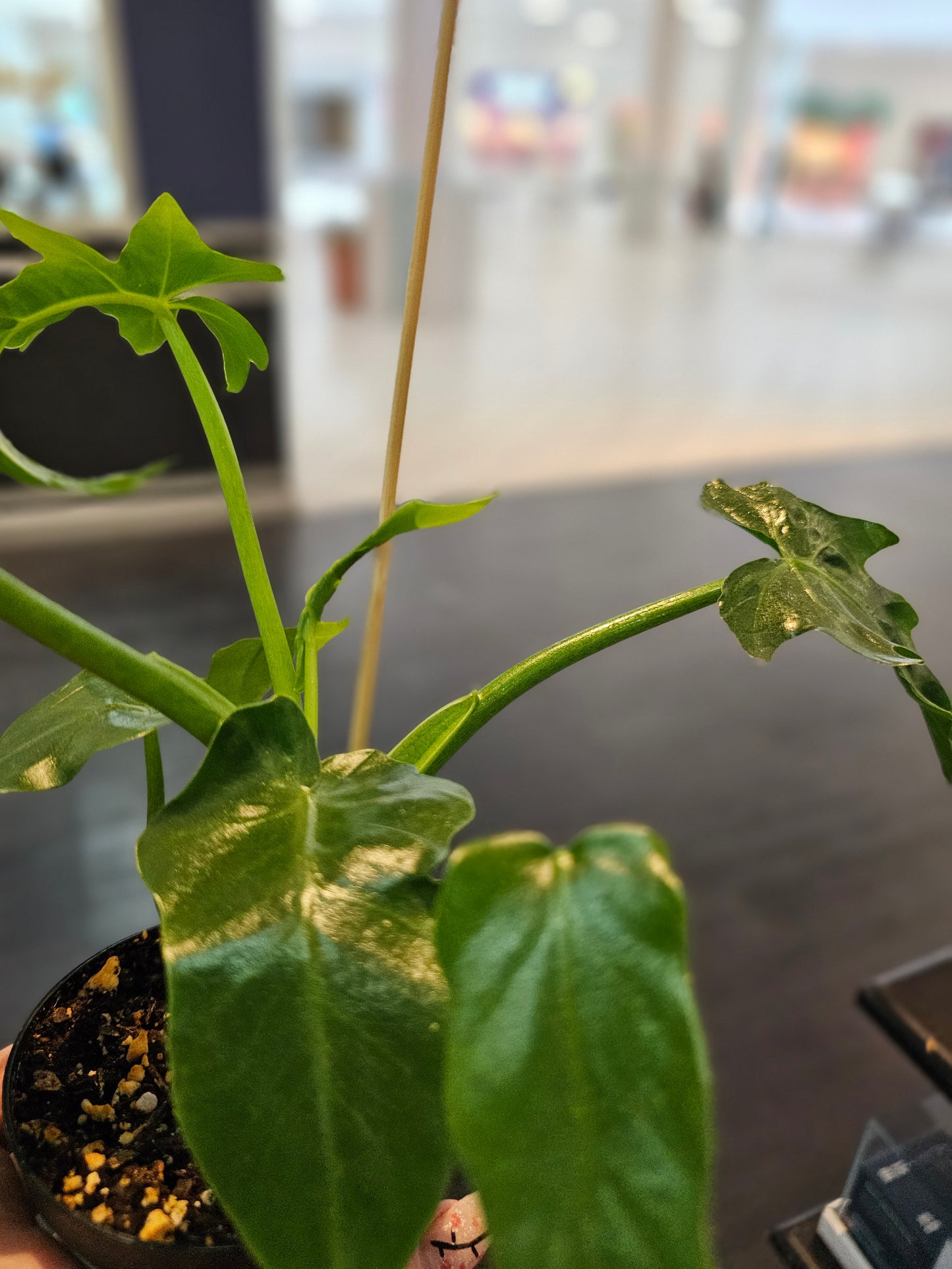 Philodendron Mayoi in 4" pot