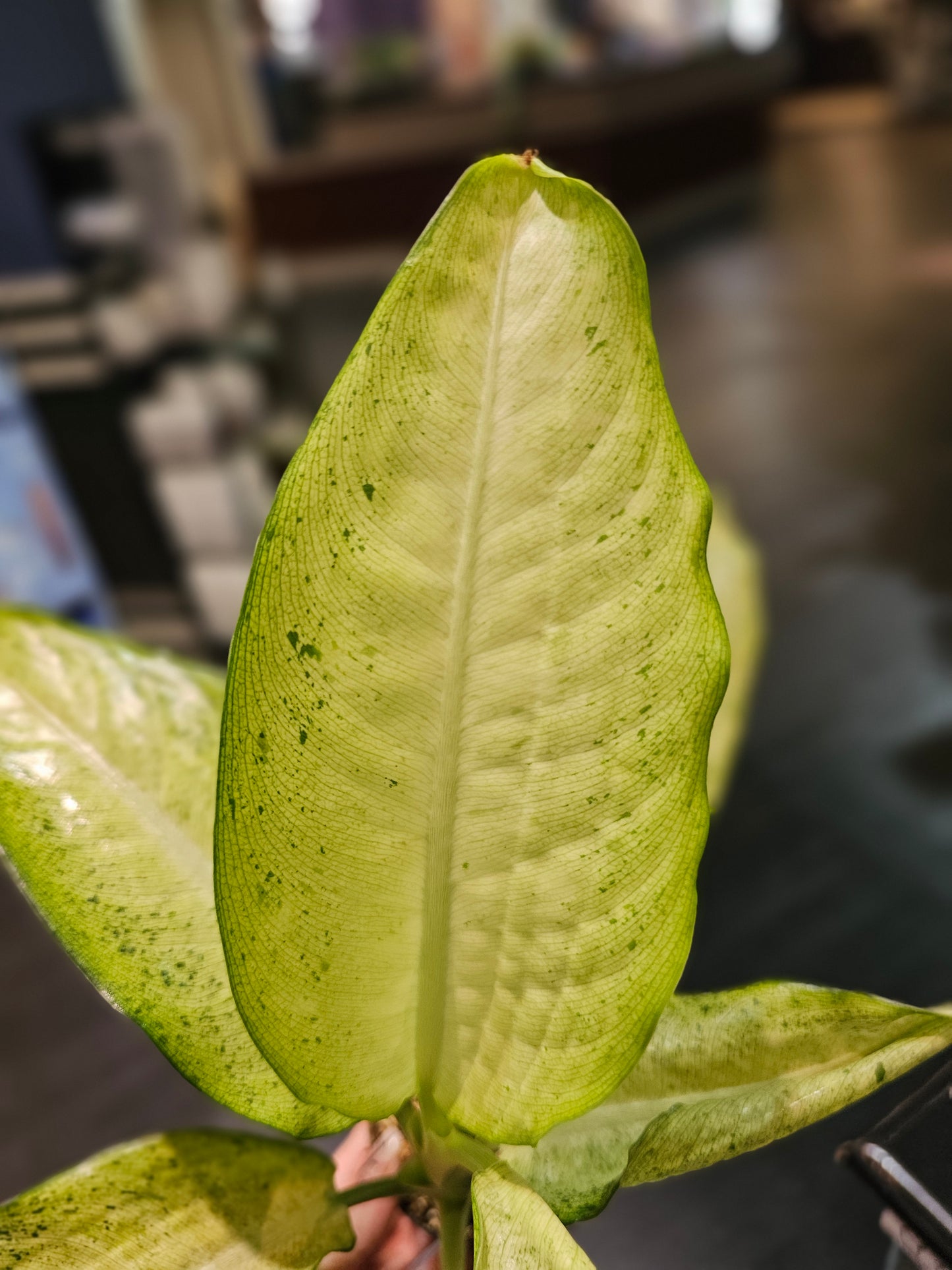 Dieffenbachia Camoflauge in 4" pot
