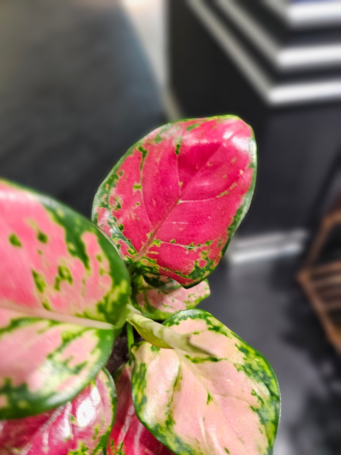 Chinese Evergreen Rich Red