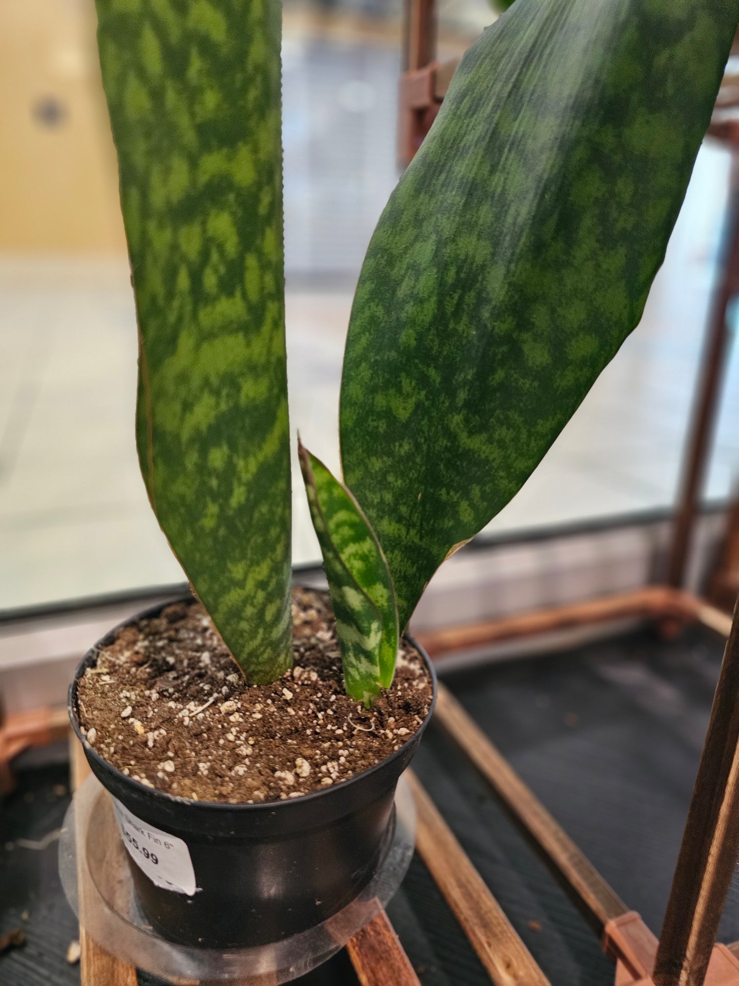 Sansevieria Shark fin