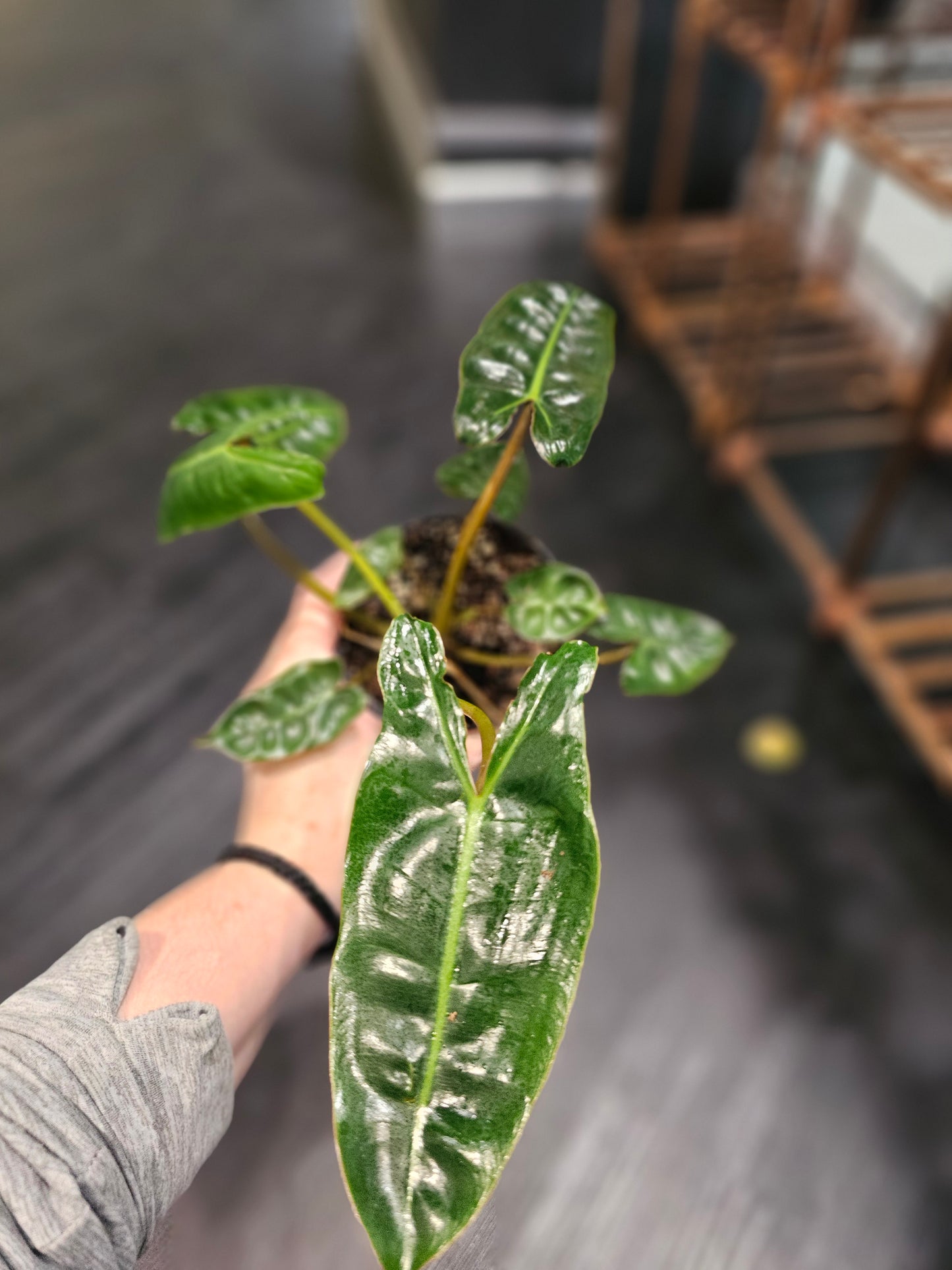 Philodendron Billietiae in 4" pot