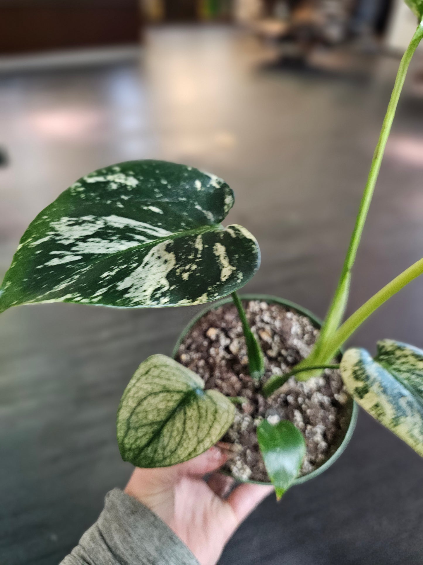 Monstera White Monstera in 6" pot