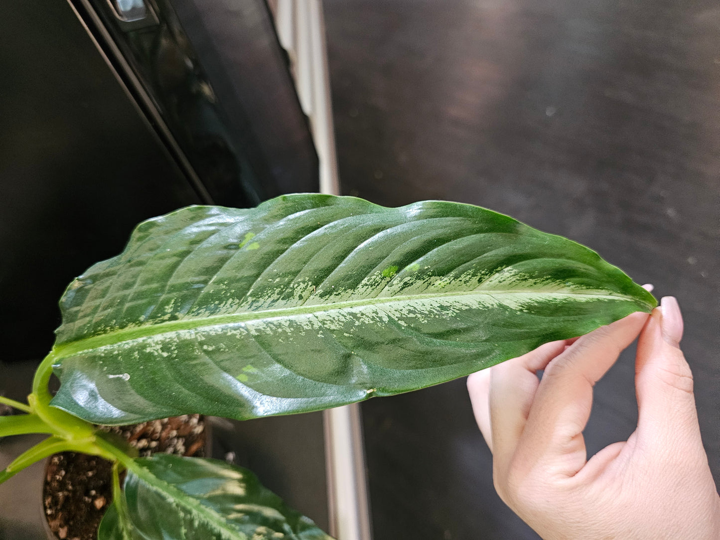 Diffenbachia Panther