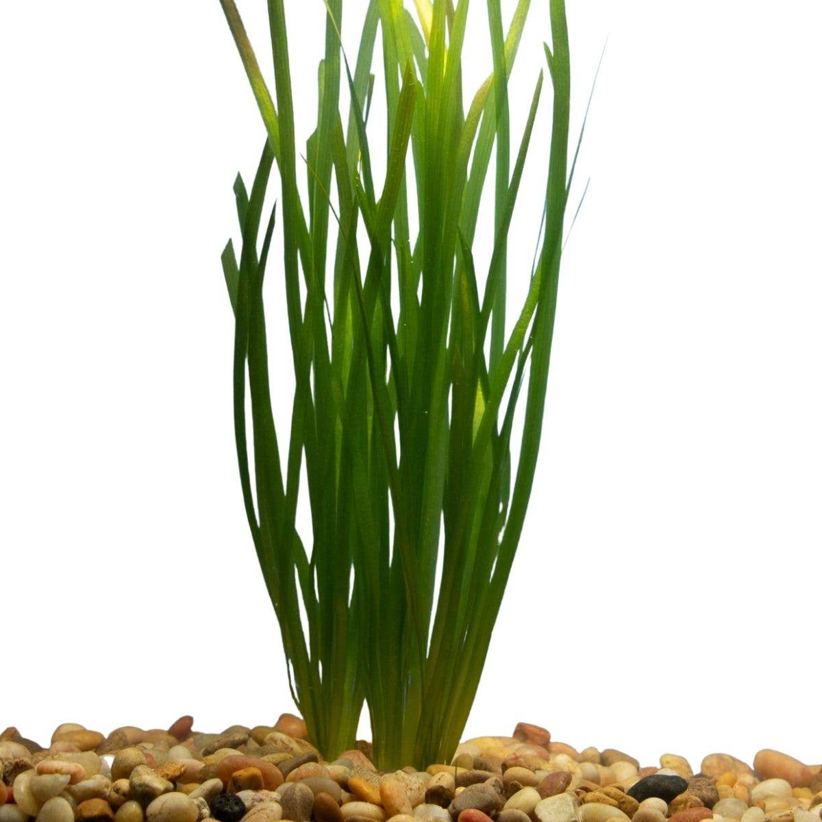 Vallisneria Italian: Potted