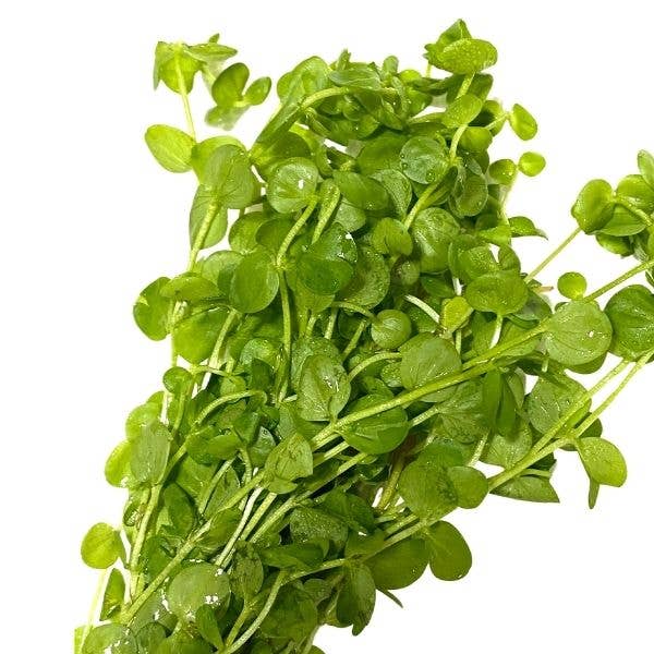 Giant Baby Tears (Micranthemum umbrosum): Bunch