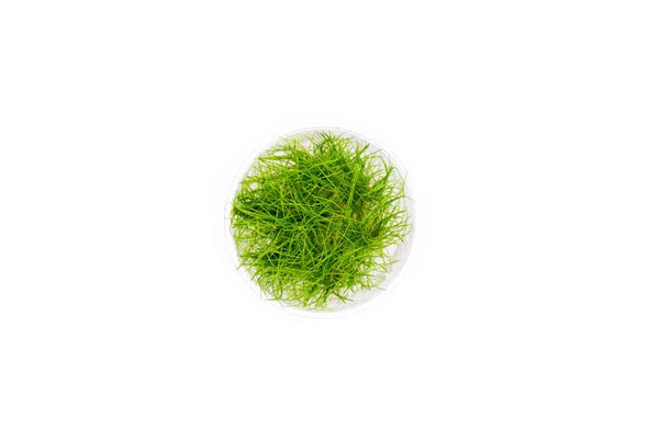 Eleocharis Parvulus 'Mini" Tissue Culture (Dwarf Hair Grass)