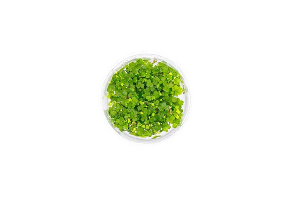 Hydrocotyle Tripartita Tissue Culture
