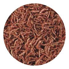 FD BLOOD WORMS .42 oz