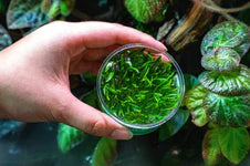 Cryptocoryne Lucens Tissue Culture