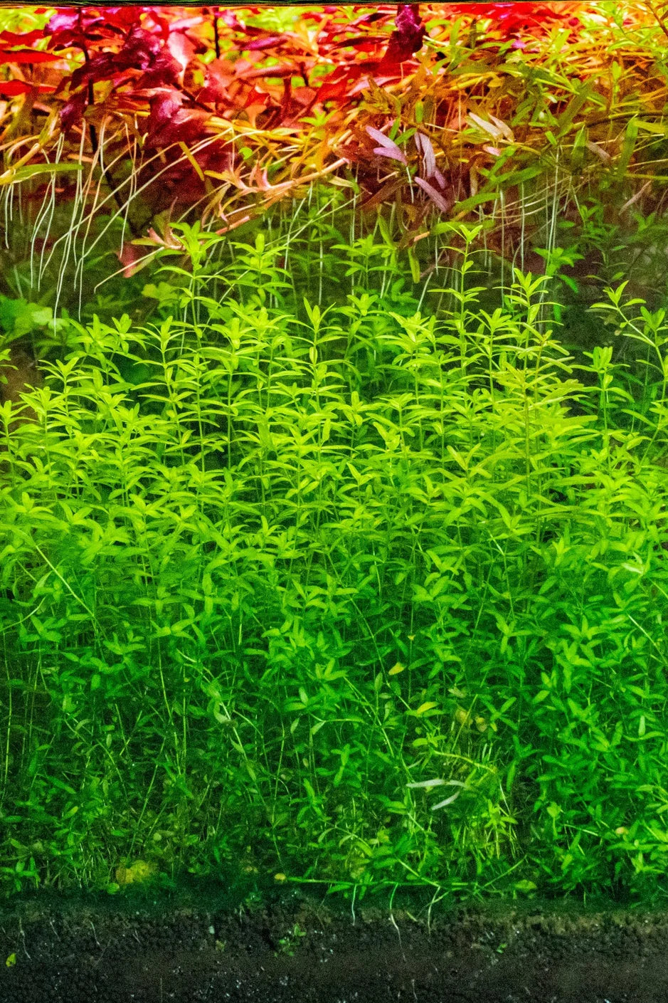 Hemianthus Micranthemoides 'Pearl Weed' Tissue Culture