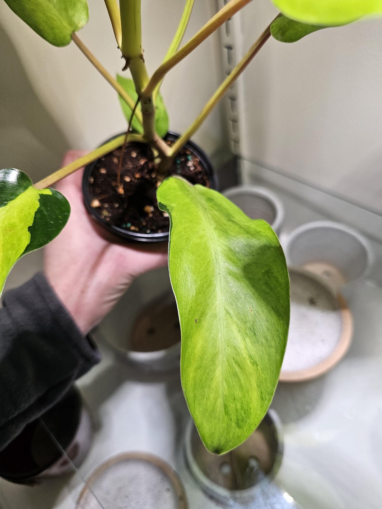 Philodendron Thai Sunrise 4"