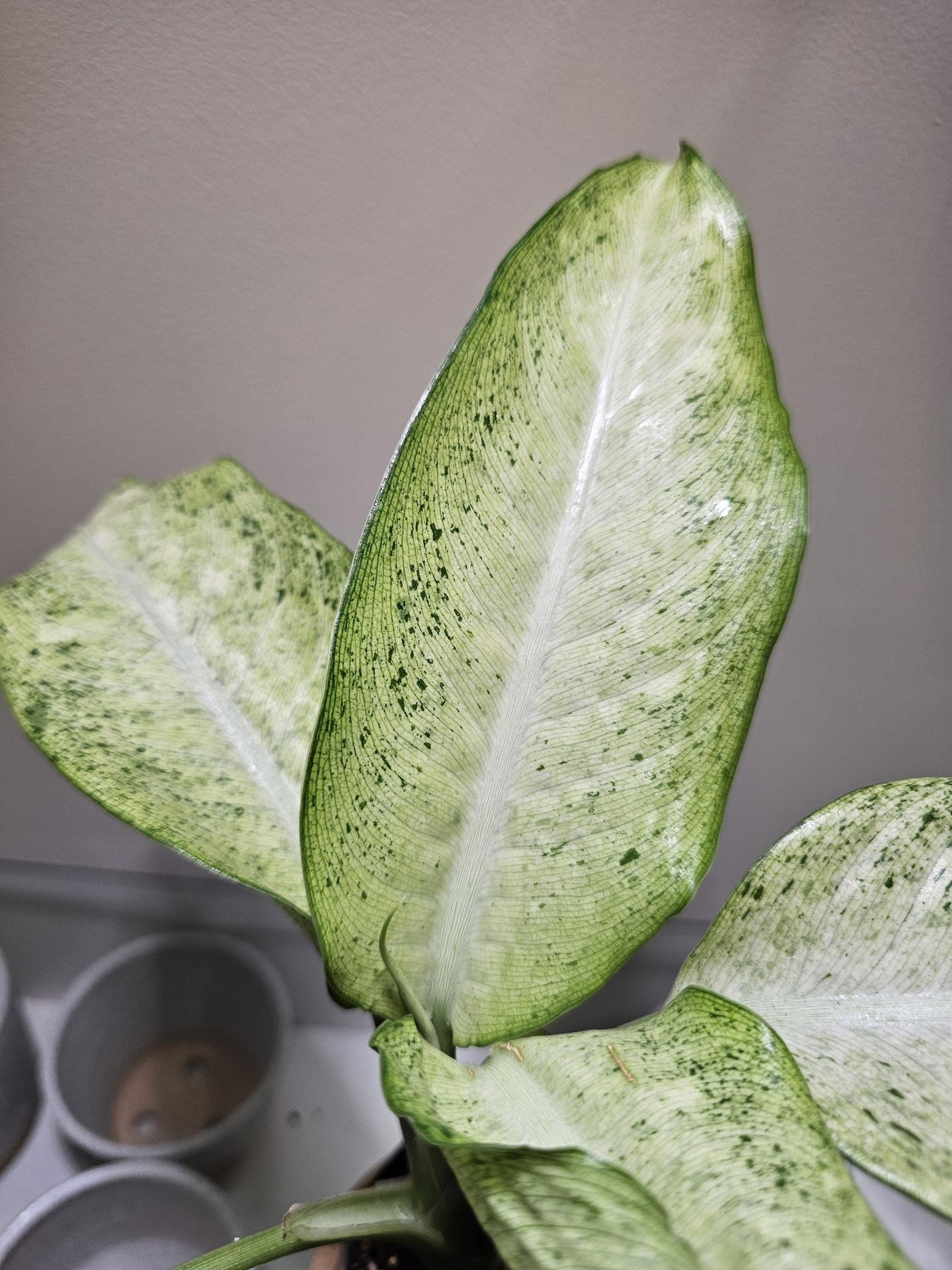 Dieffenbachia Camouflage 4"