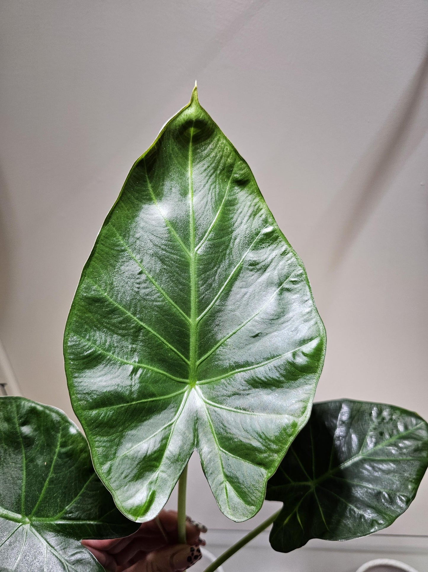 Alocasia Regal Shield 4"
