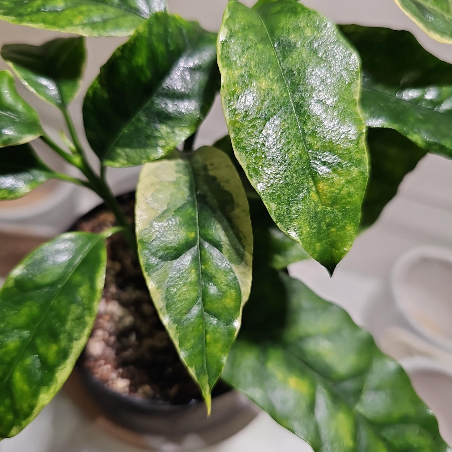 Hoya Shooting Star 4"