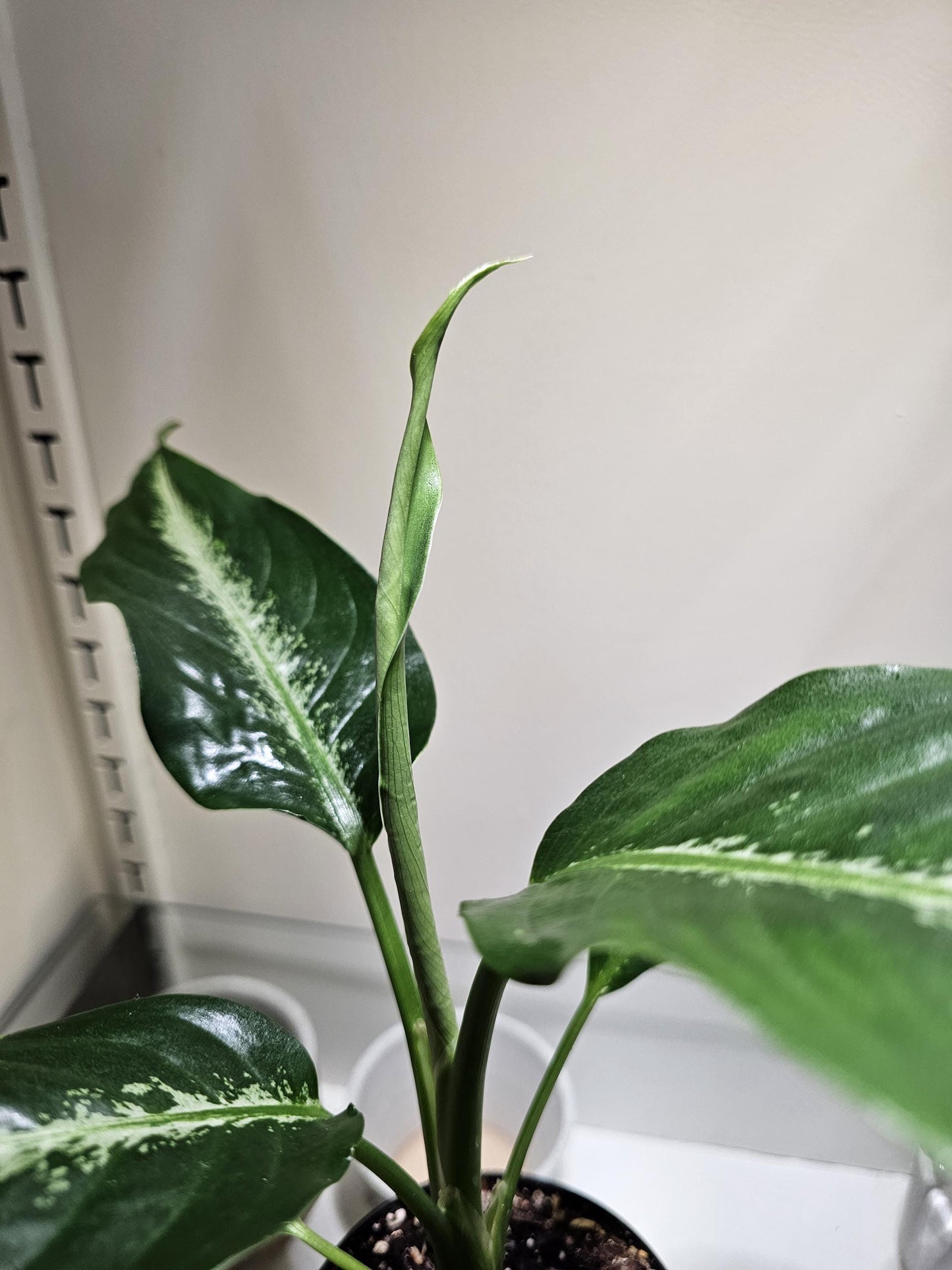 Dieffenbachia Panther 4"