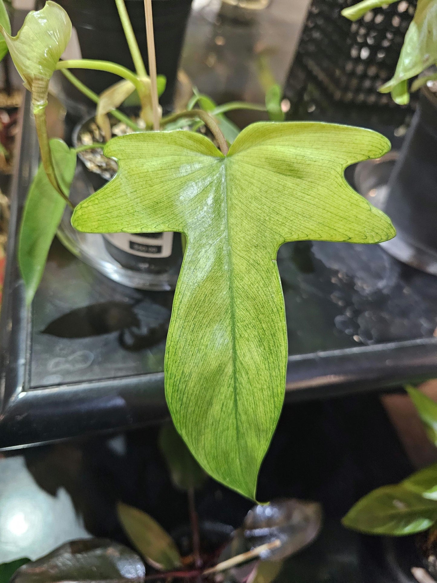 Philodendron Florida Ghost 4"
