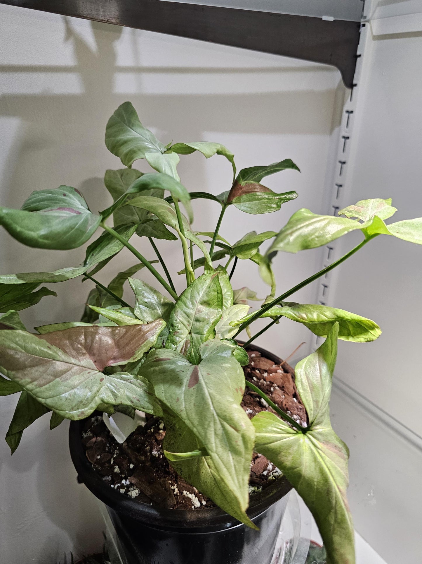 Syngonium Pink Salmon 8"