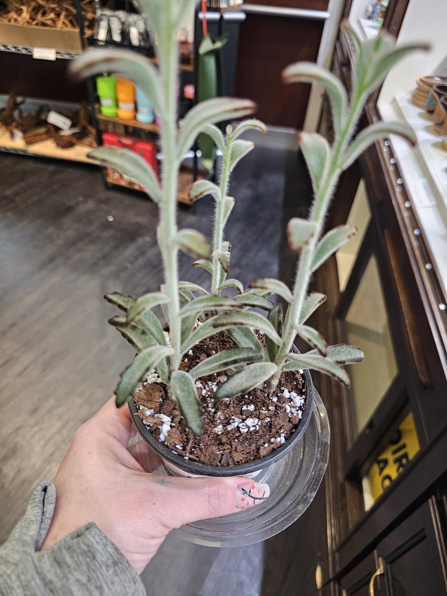 Kalanchoe Chocolate Soldier 4"