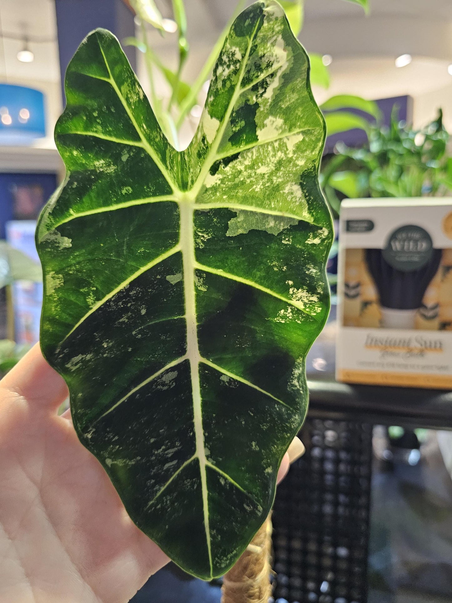 Verigated Alocasia Frydek 6"