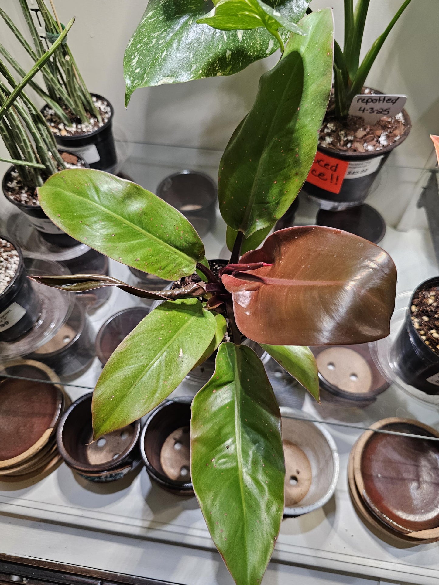 Philodendron Prince of Orange 4"