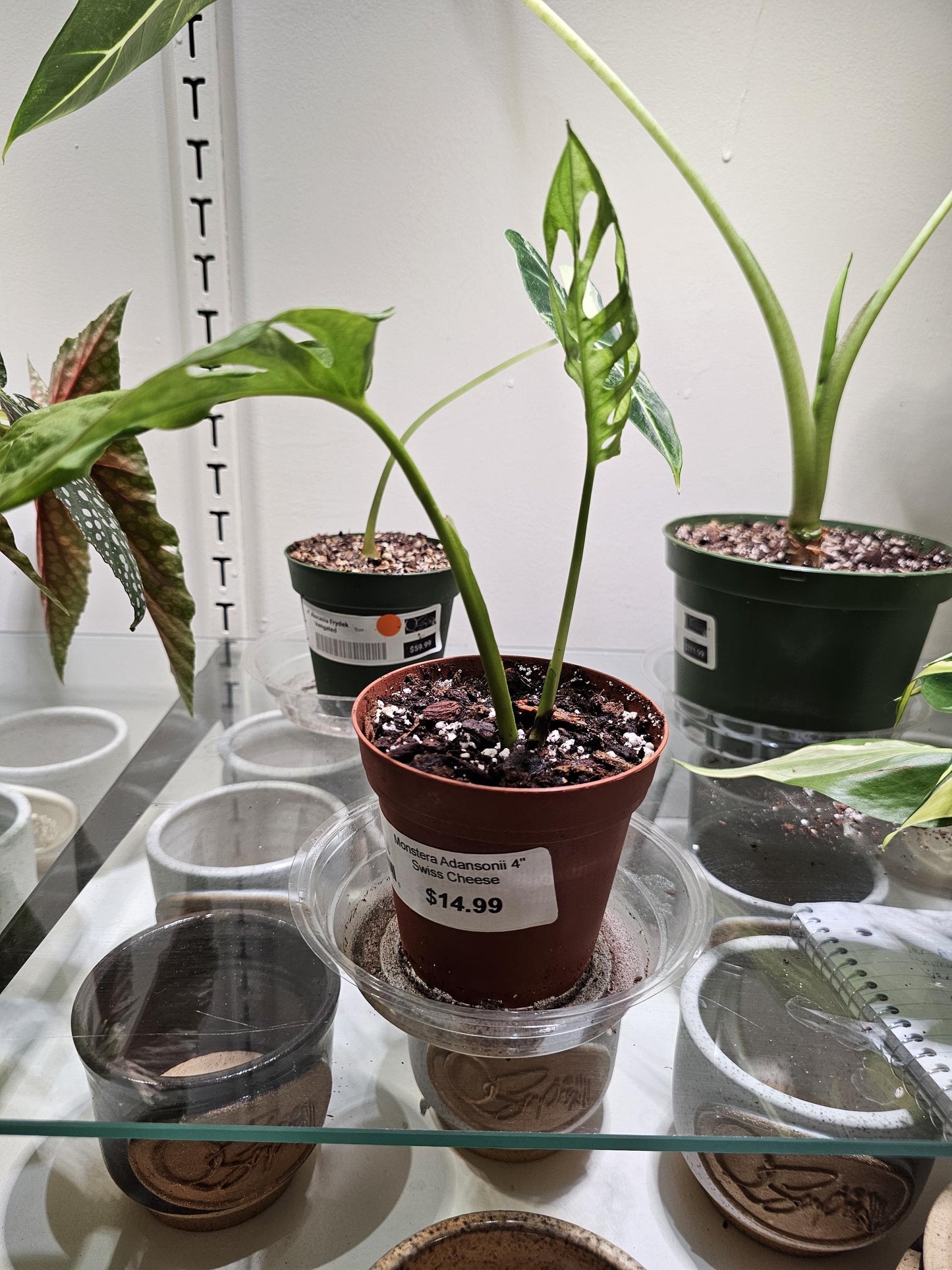 Monstera Adansonii Swiss Cheese 4"