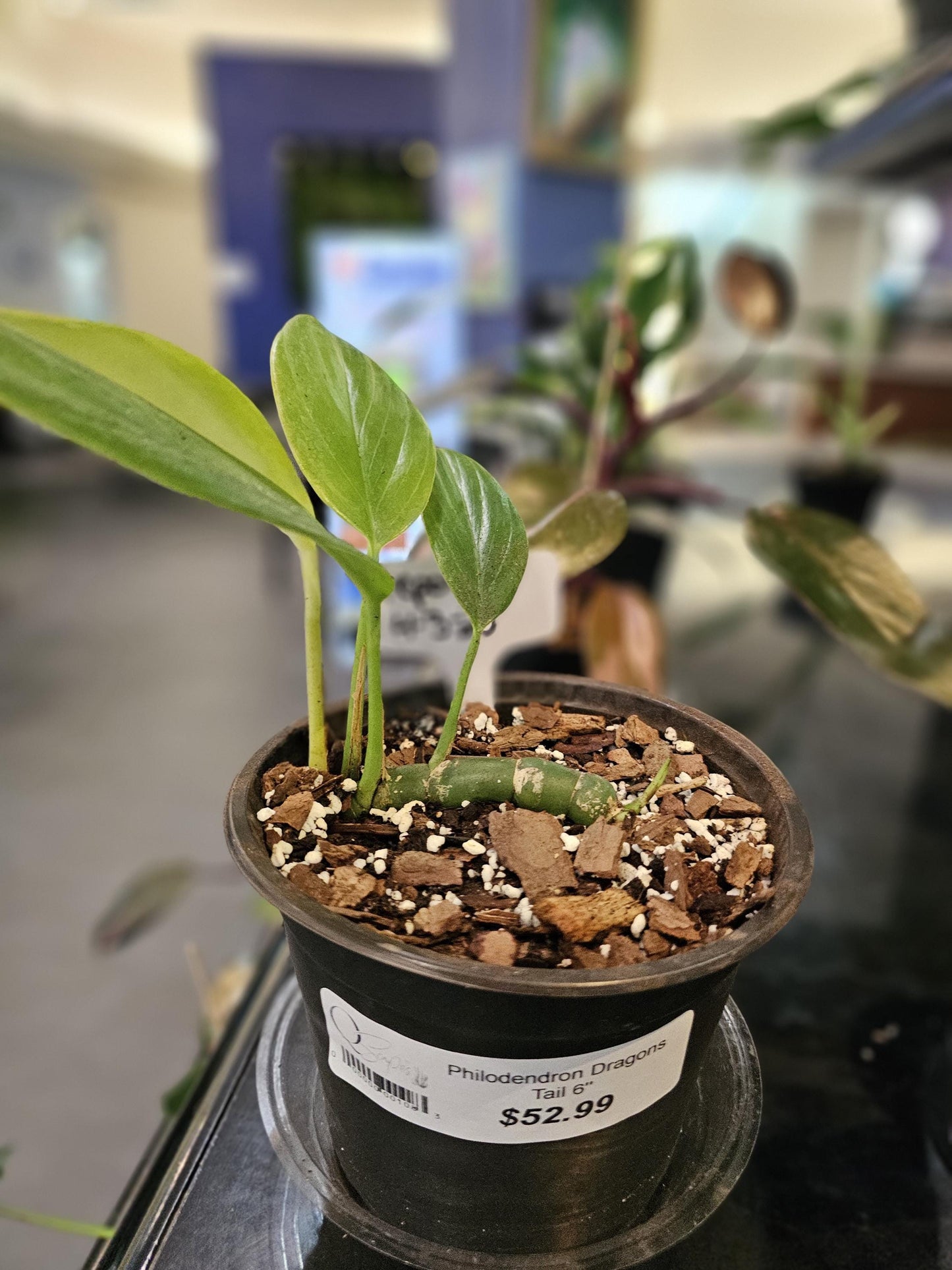 Philodendron Dragon Tail 6"
