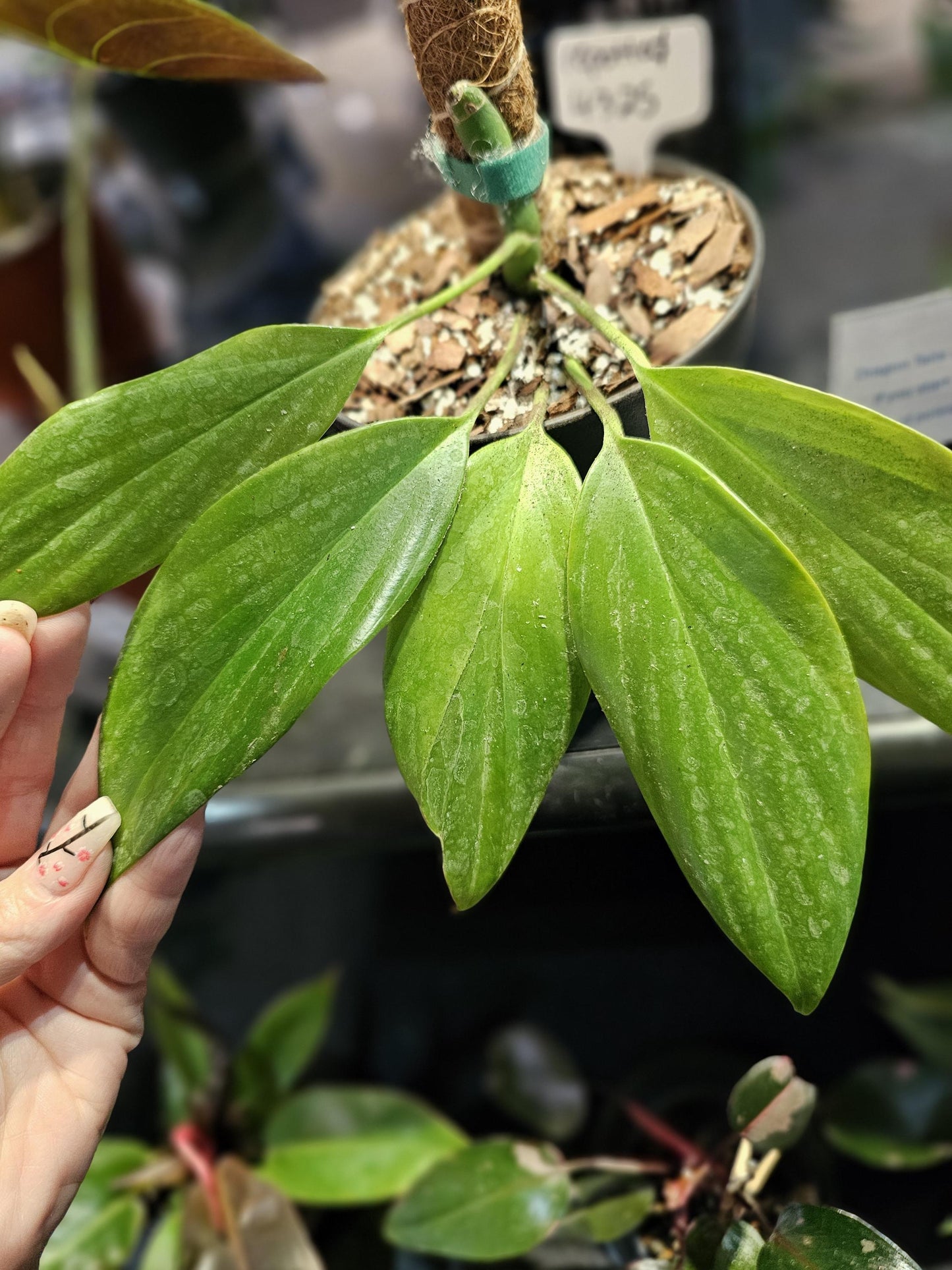 Philodendron Dragon Tail Vertical with Cocoa pole 6"