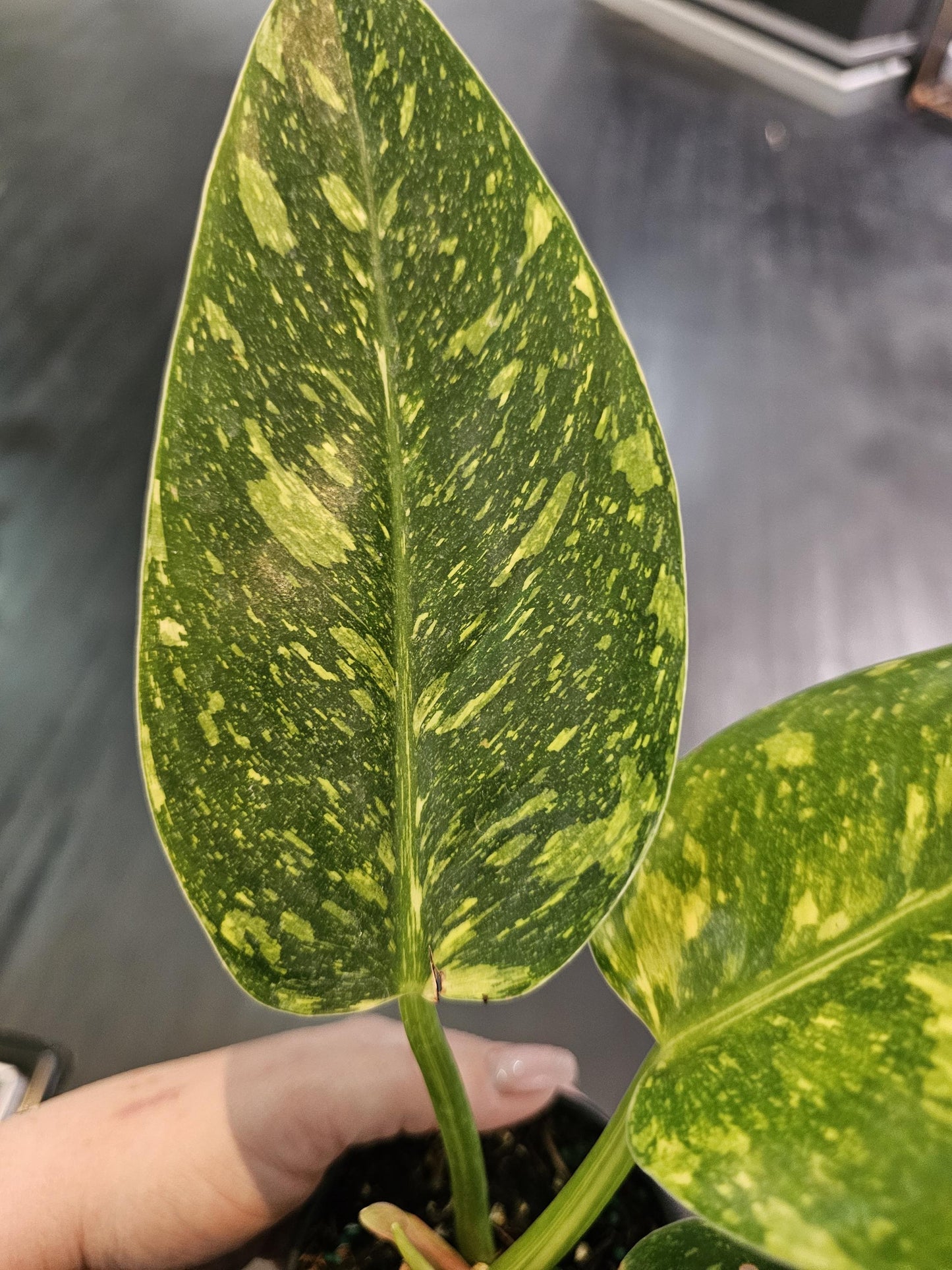Philodendron Congo Nuclear 4"