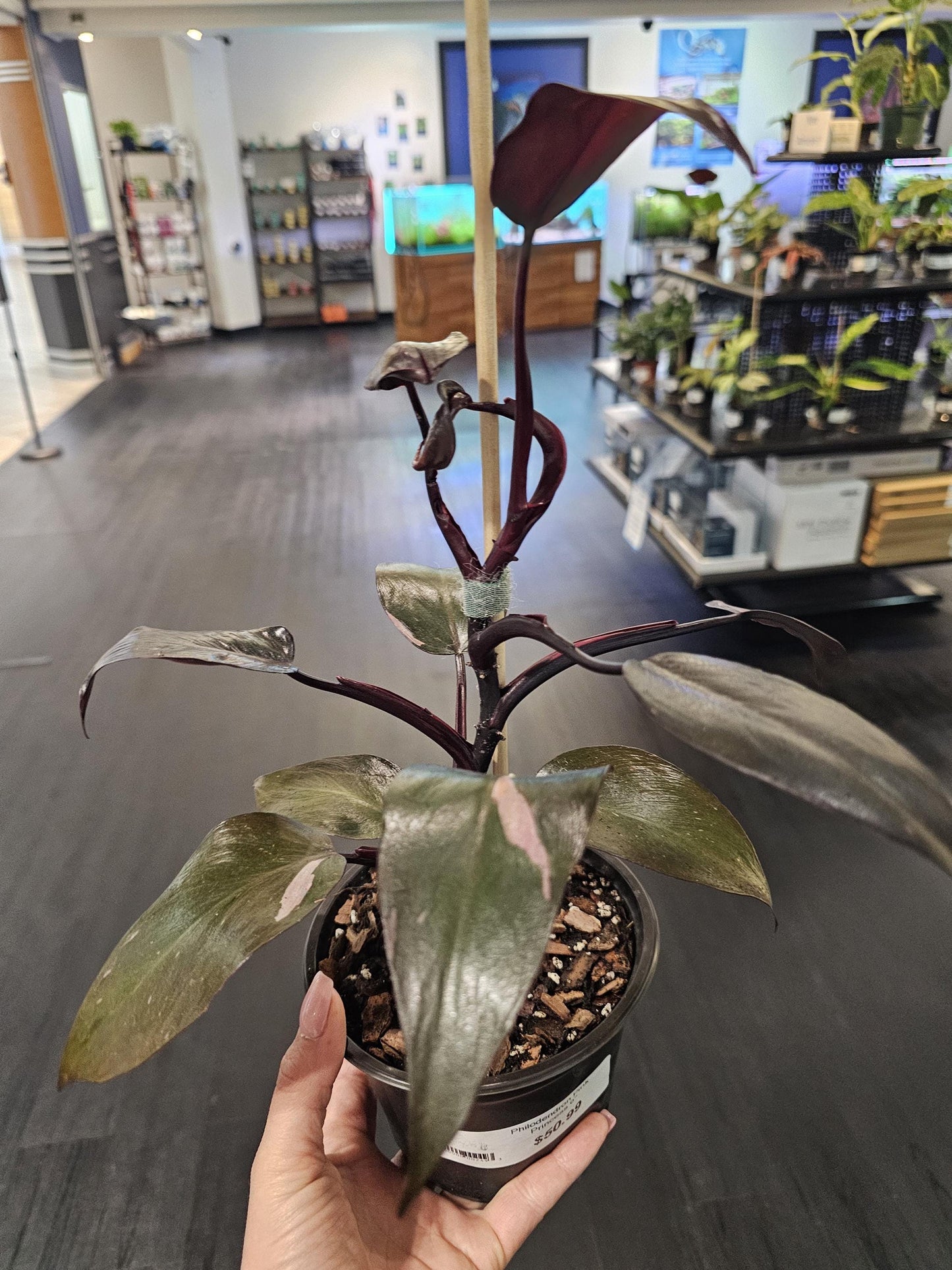 Philodendron Pink Princess 6"