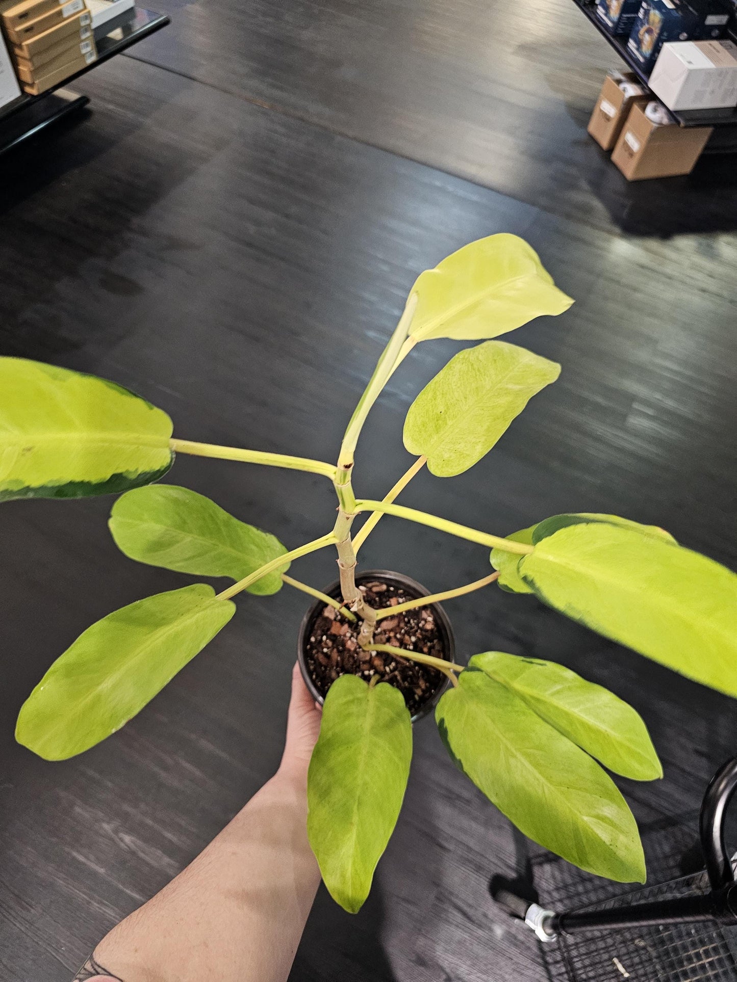 Philodendron Thai Sunrise 6"