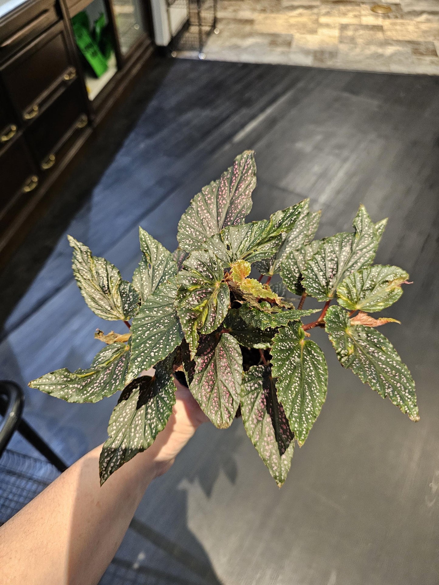 Rex Begonia Spitfire 4"