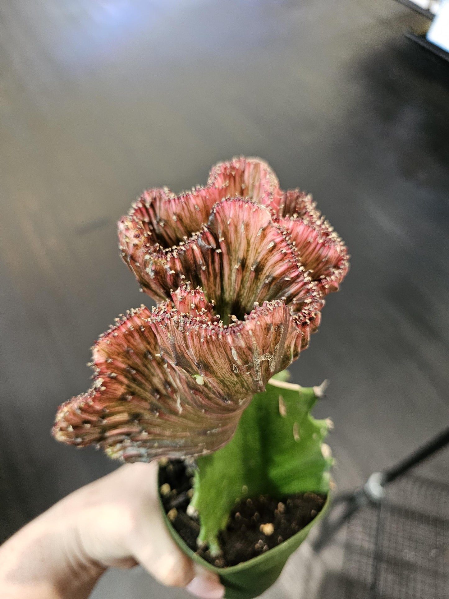 Red Mermaid Tail Cactus 4"