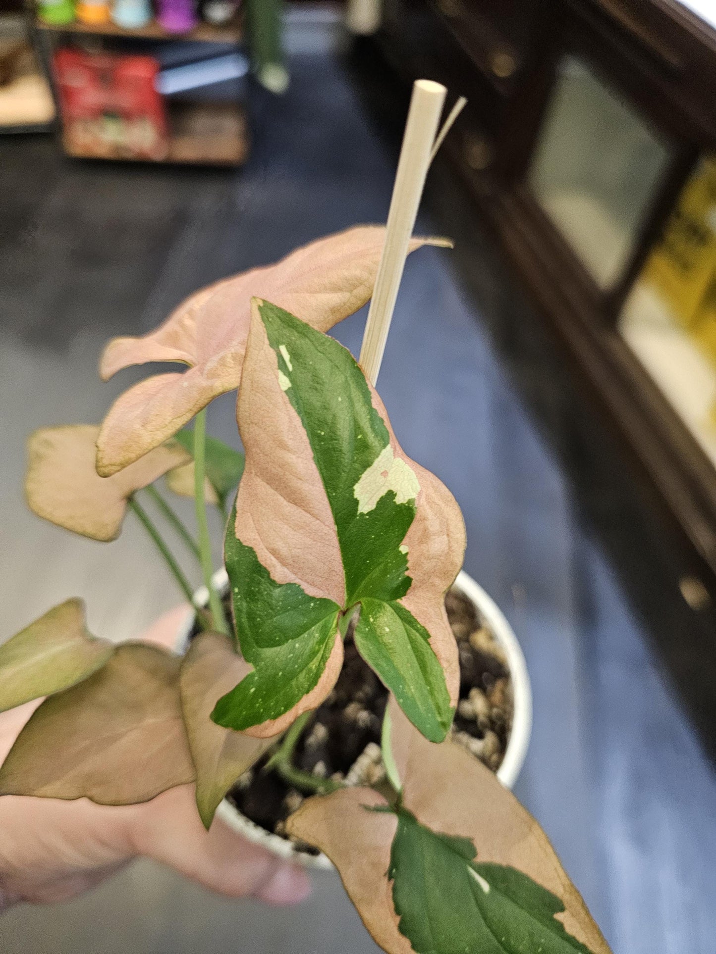 Syngonium tricolor 4"