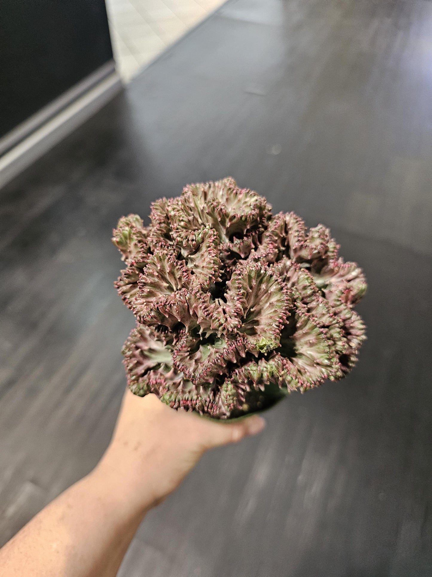 Light Purple Mermaid Tail Cactus 4"