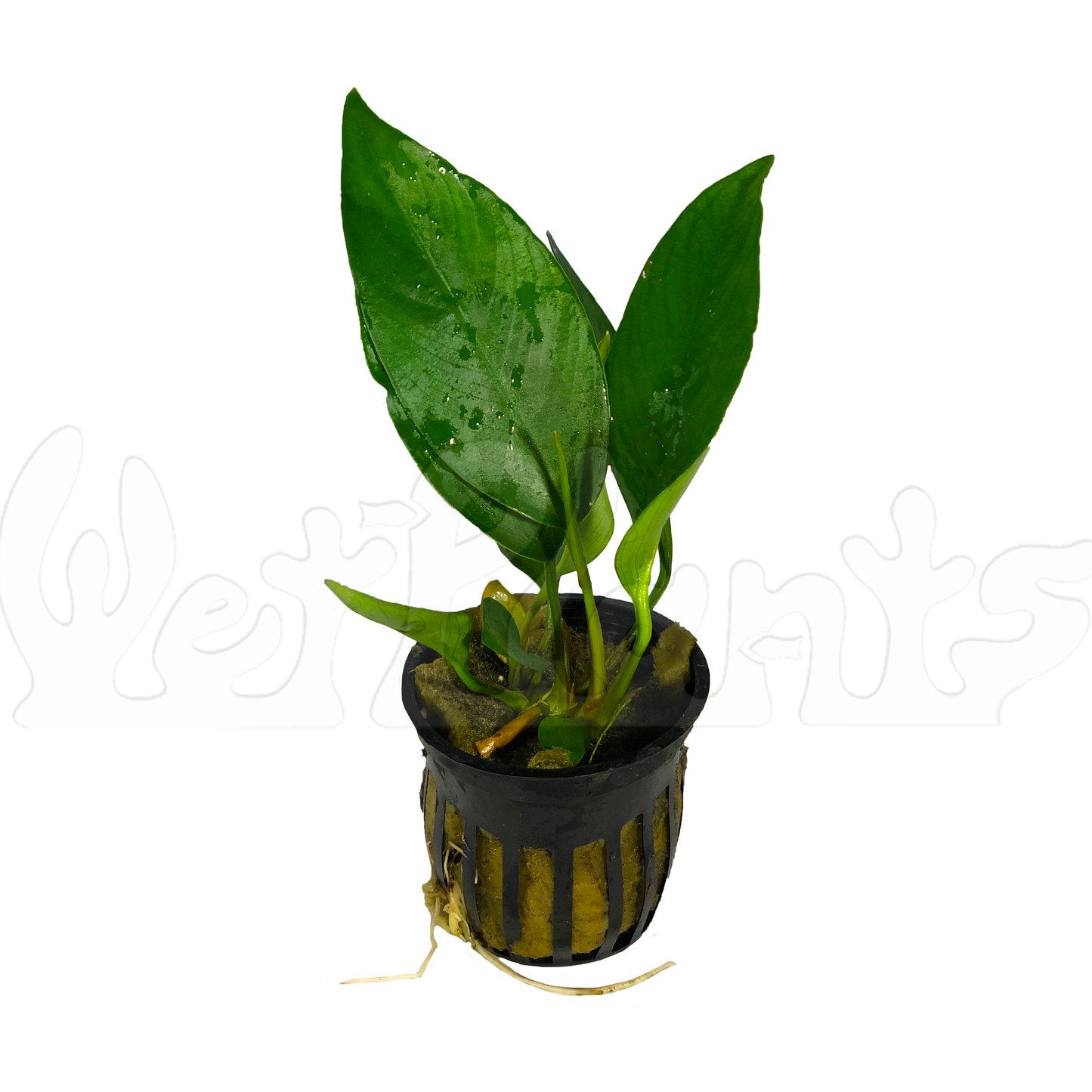Anubias Nangi: Medium Bare Root