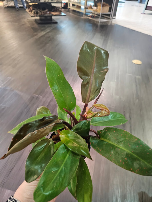 Philodendron Prince of Orange in 4" pot