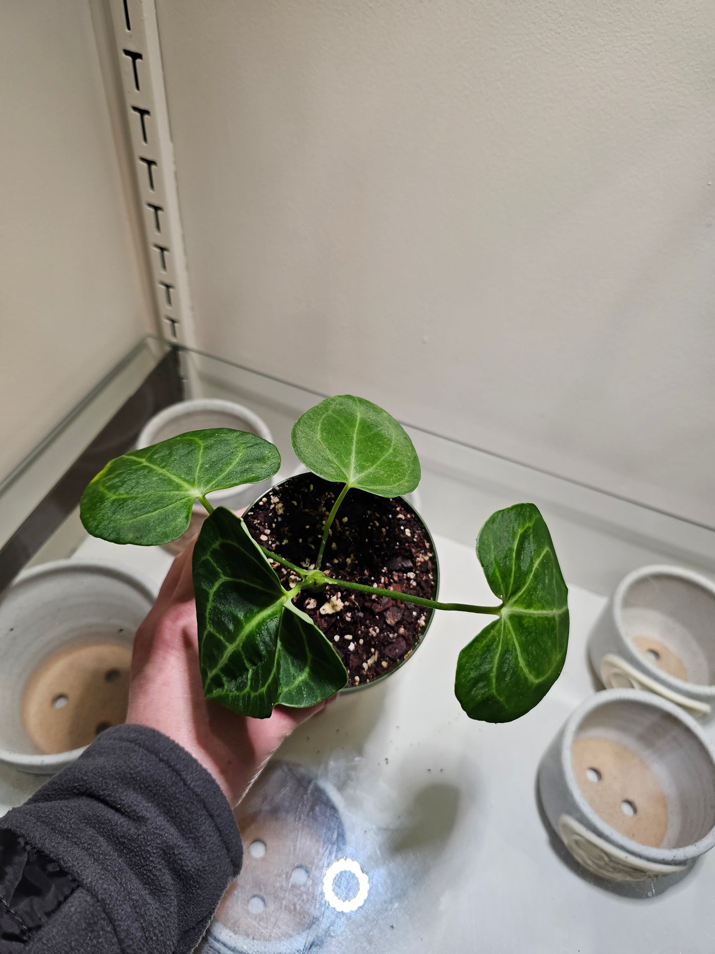Anthurium Clarinervium in 4" pot