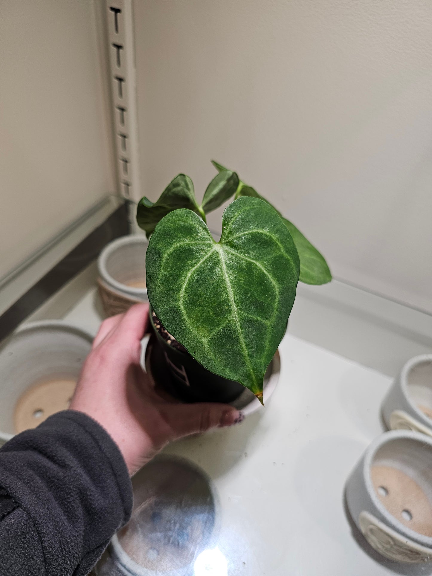 Anthurium Clarinervium in 4" pot