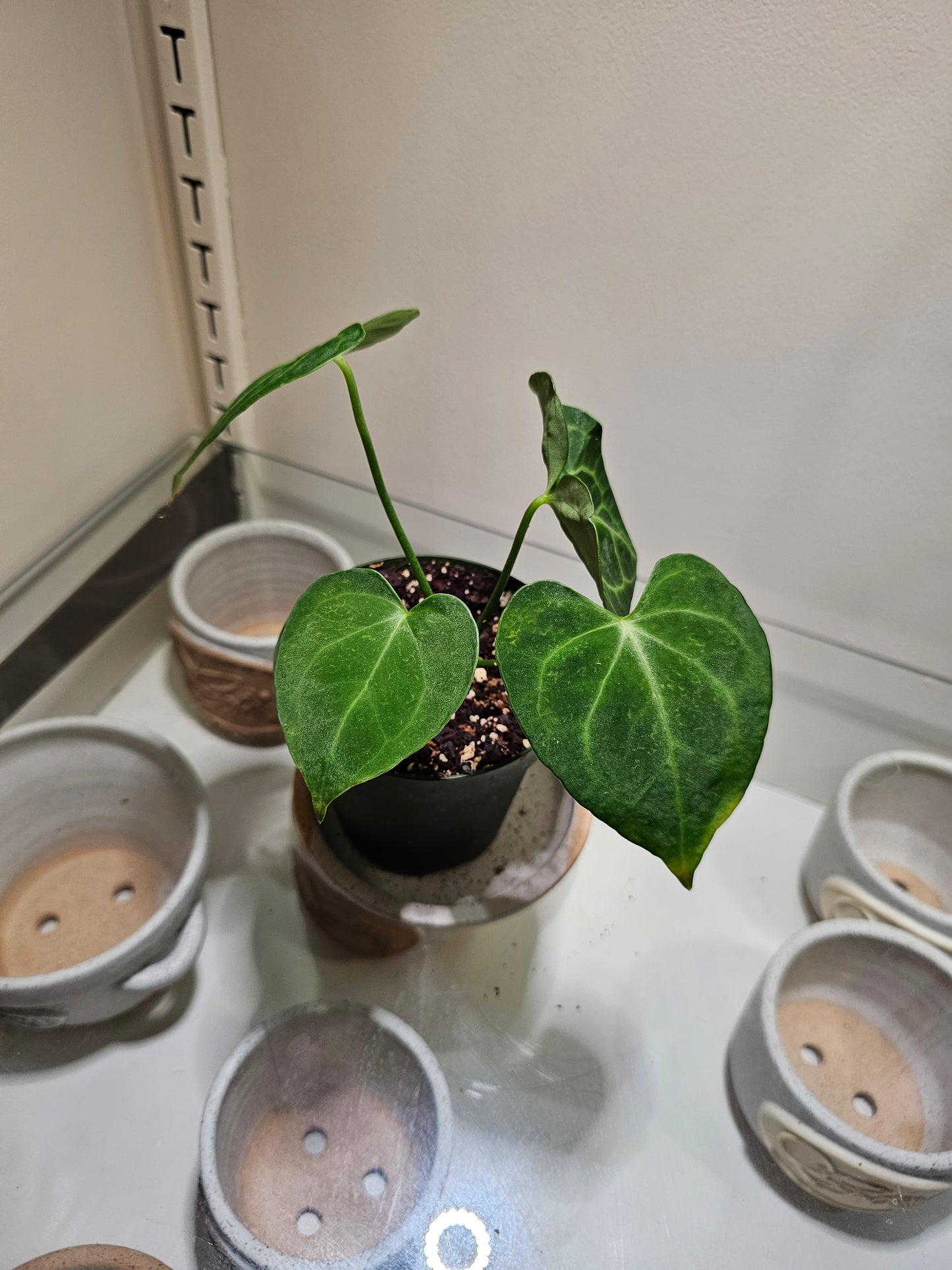 Anthurium Clarinervium in 4" pot