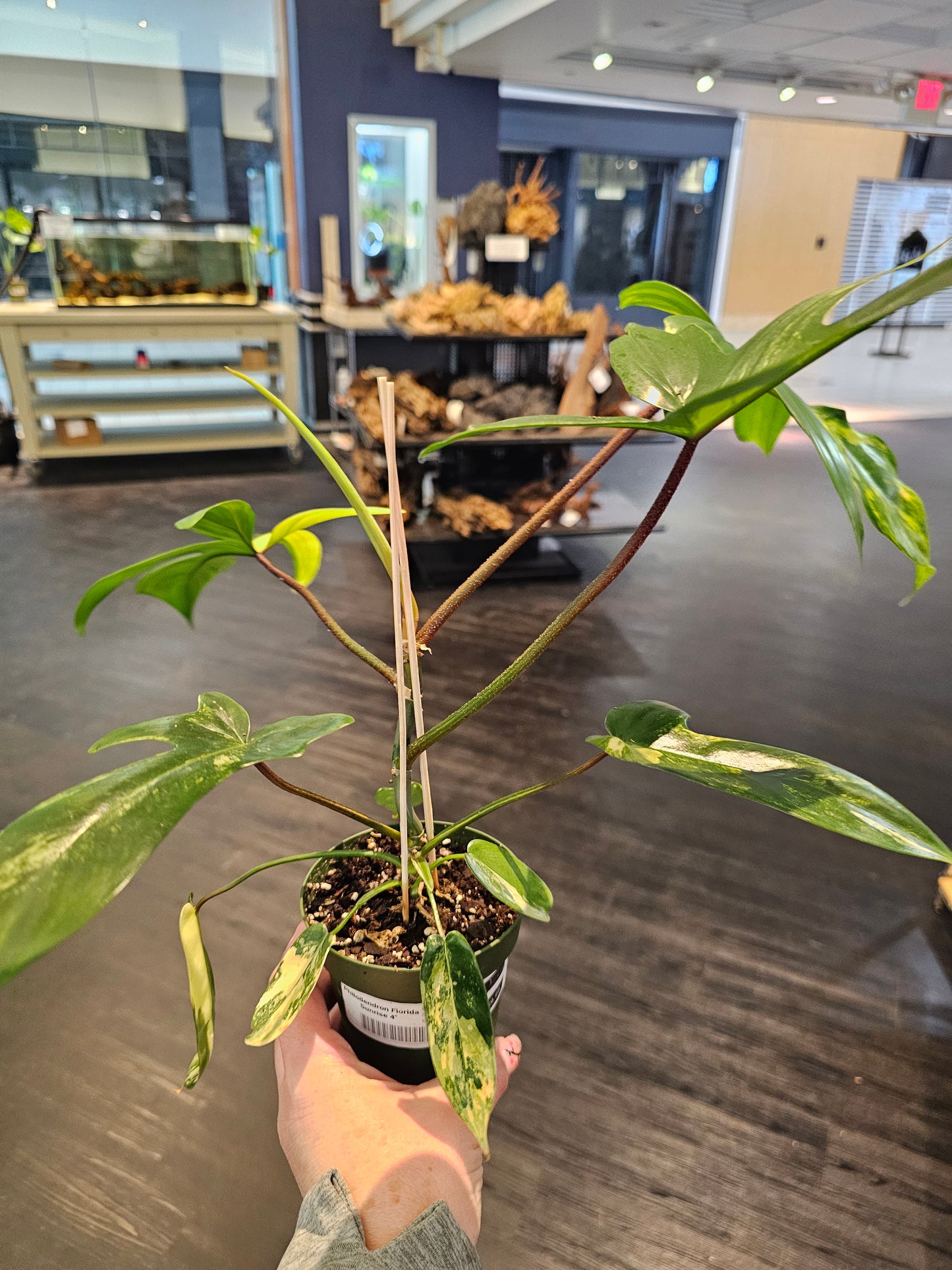 Philodendron Florida Sunrise in 4" pot