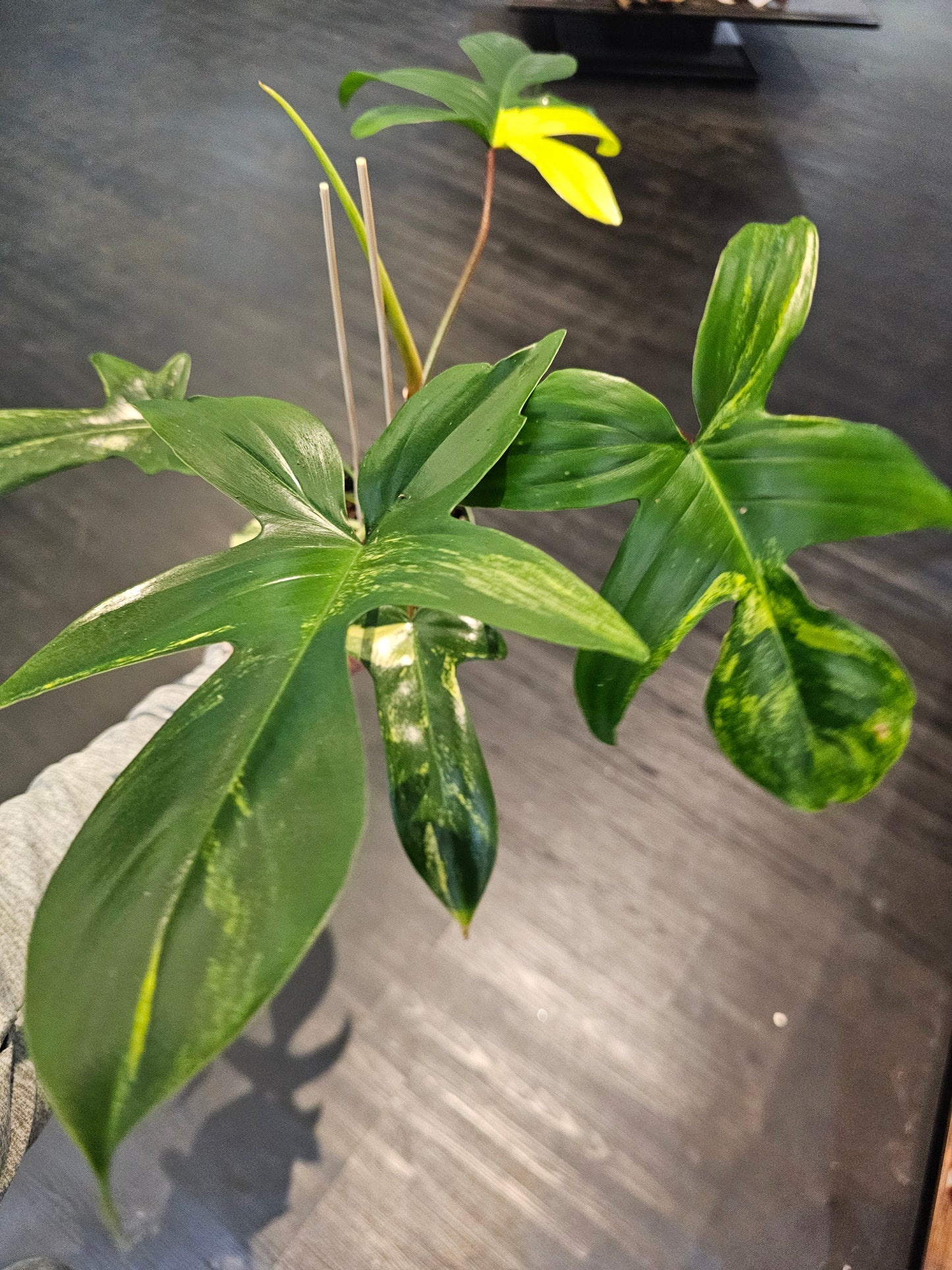 Philodendron Florida Sunrise in 4" pot