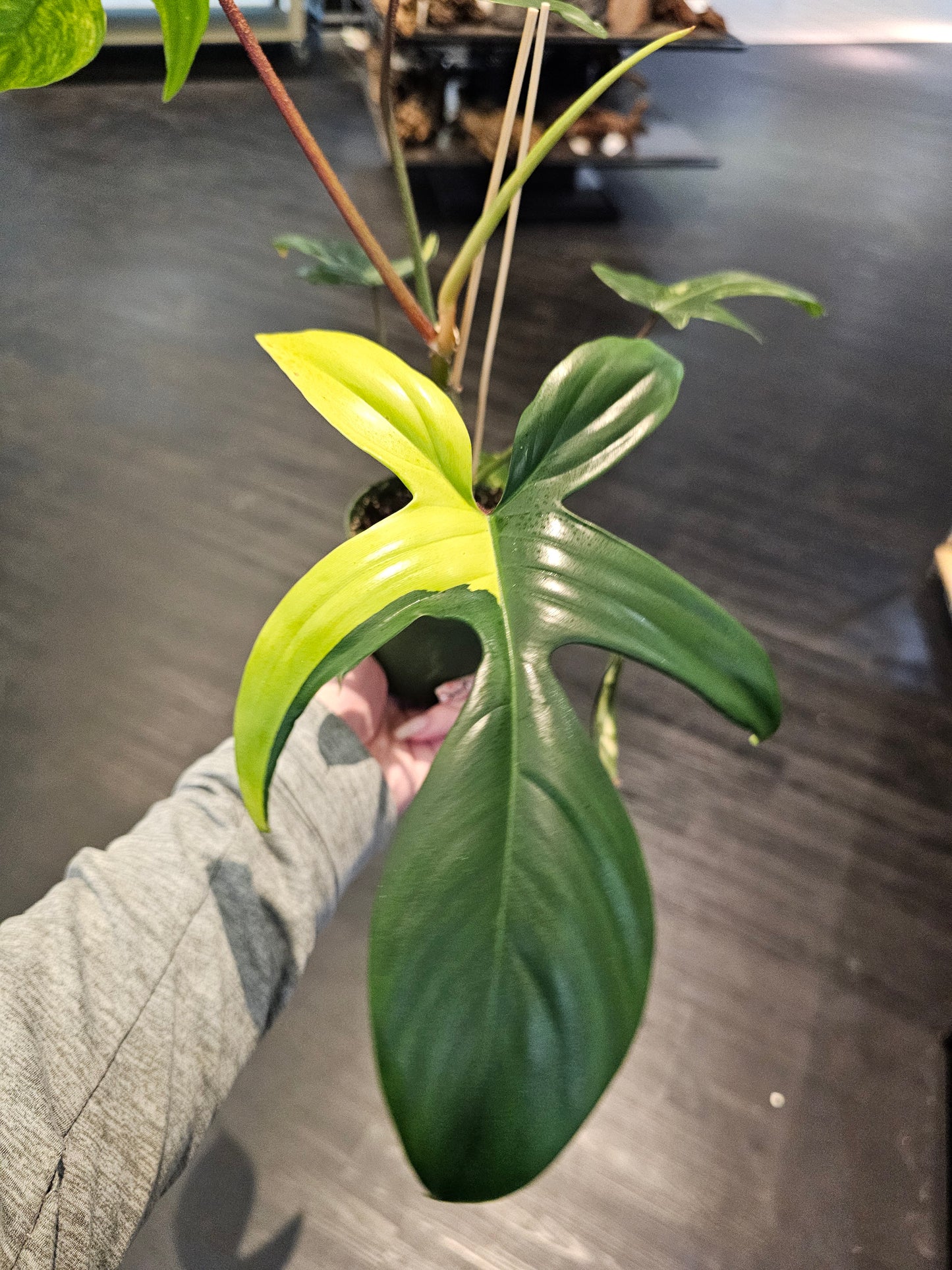 Philodendron Florida Sunrise in 4" pot