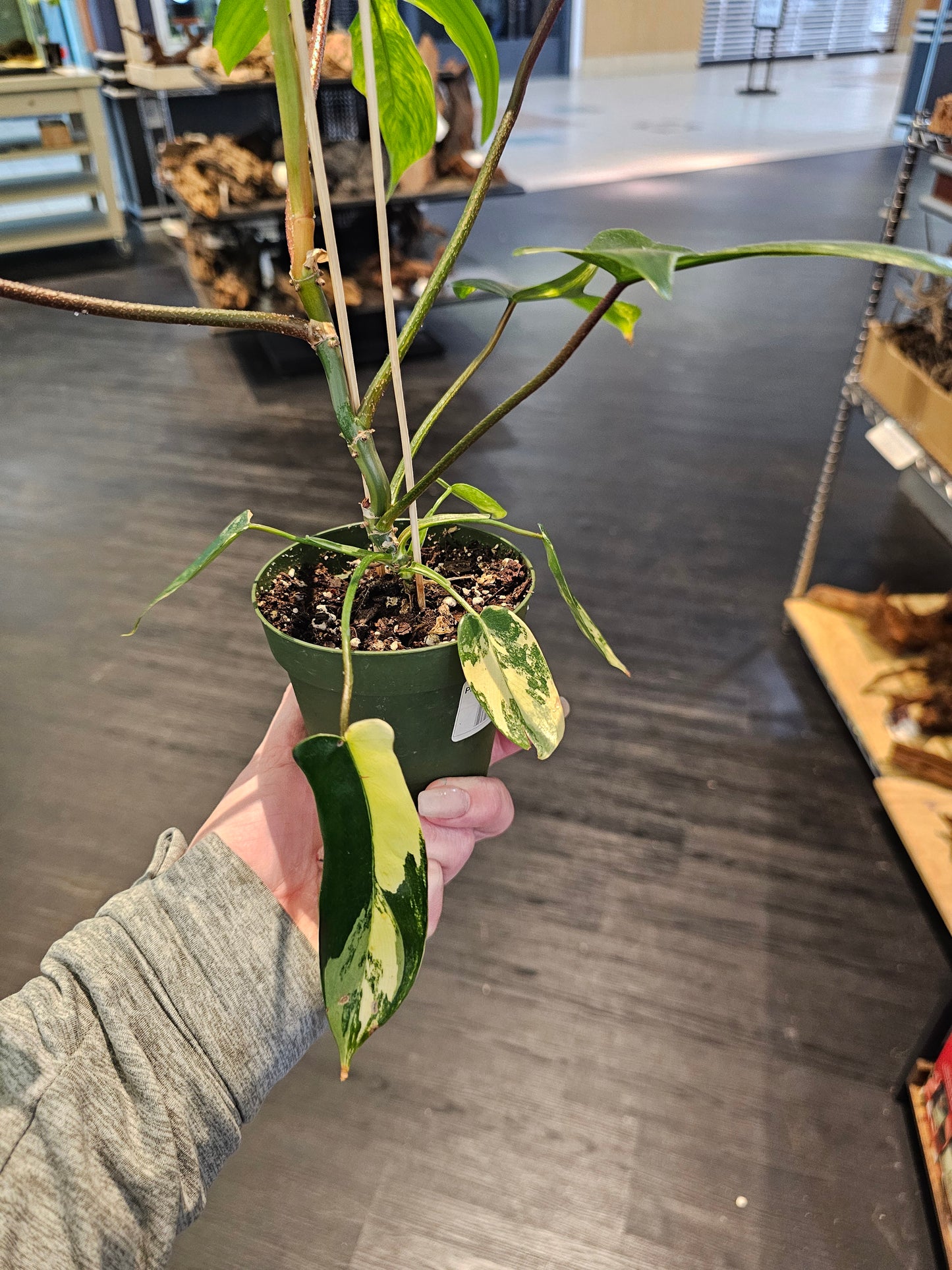 Philodendron Florida Sunrise in 4" pot